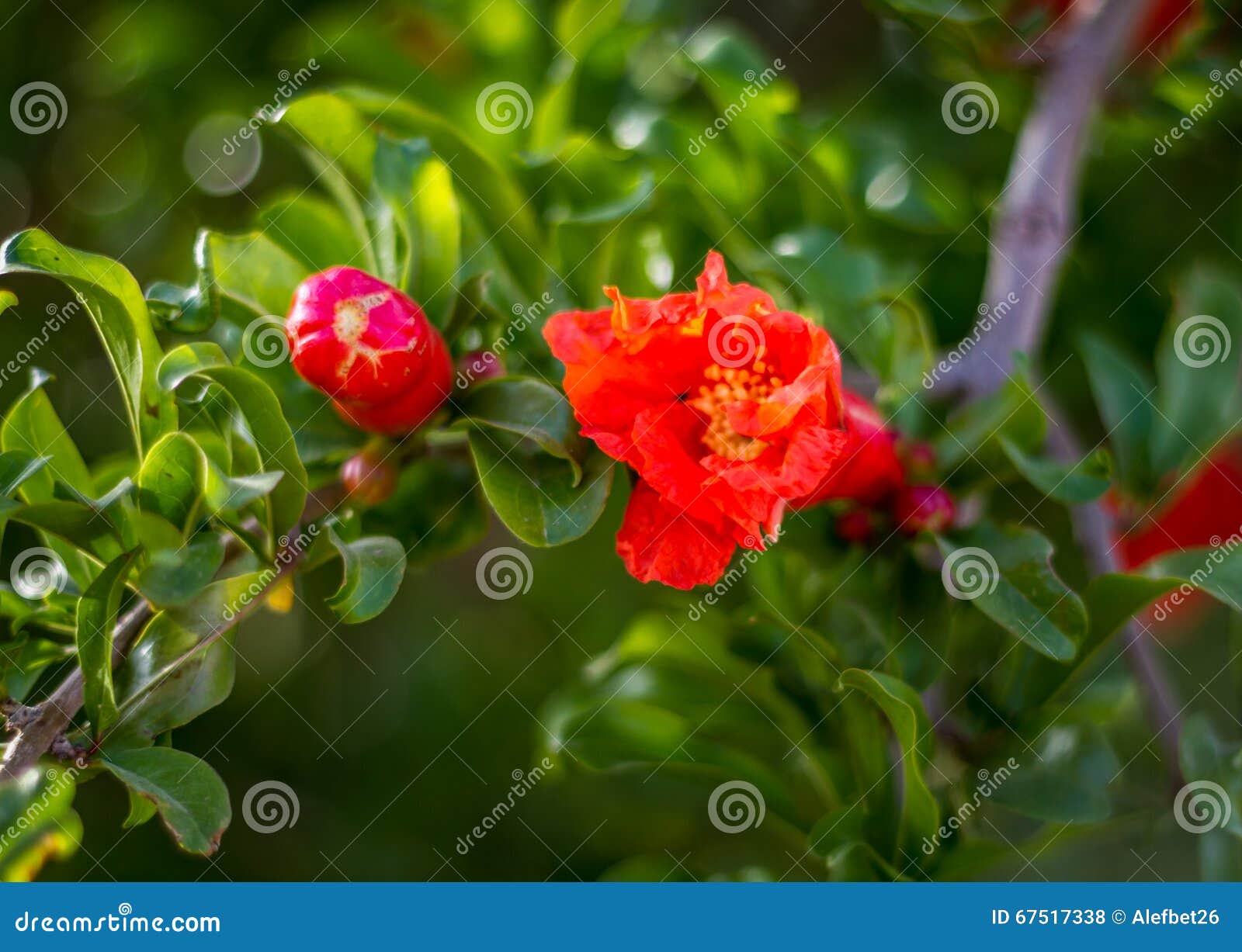 石榴树花库存照片 图片包括有春天 健康 问题的 花瓣 装饰 红色 重点 果树园 自然