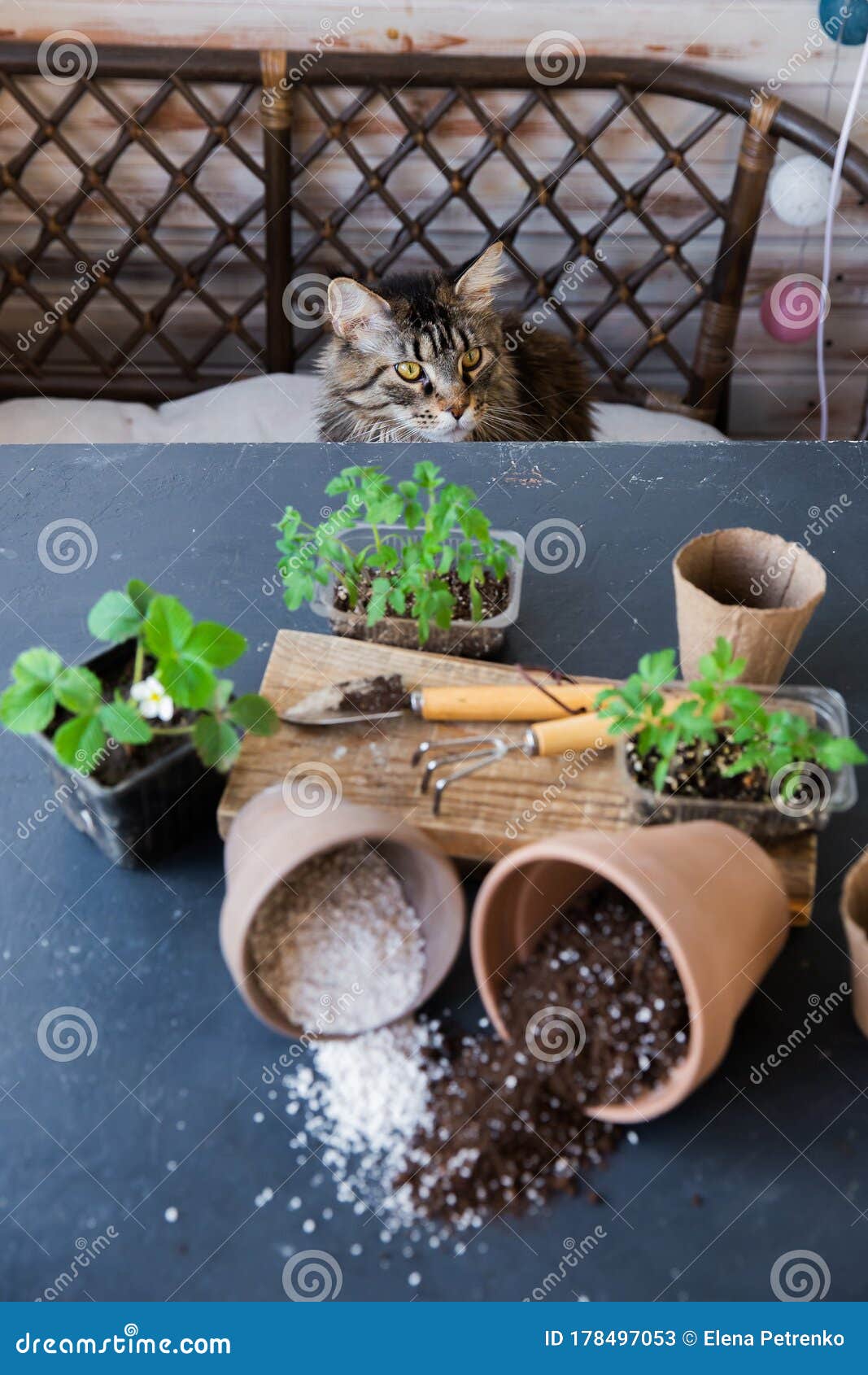 研磨 珍珠岩和蛭石的混合物室内蔬菜概念种植一种种植番茄的带土锅猫库存图片 图片包括有农场 生长 研磨 珍珠岩和蛭石的混合物室内蔬菜概念种植一种种植番茄的带土锅猫库存图片 图片包括有农场 生长