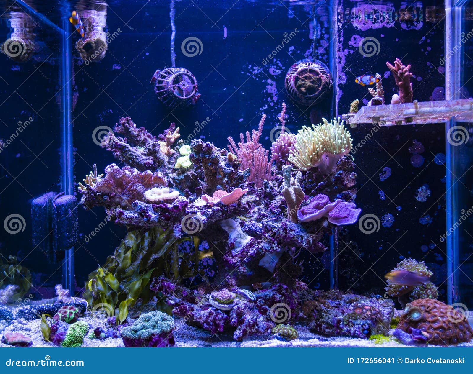 礁箱 海洋水族馆不同种类的珊瑚和鱼类库存图片 图片包括有五颜六色 水族馆 火炬 类型 坦克