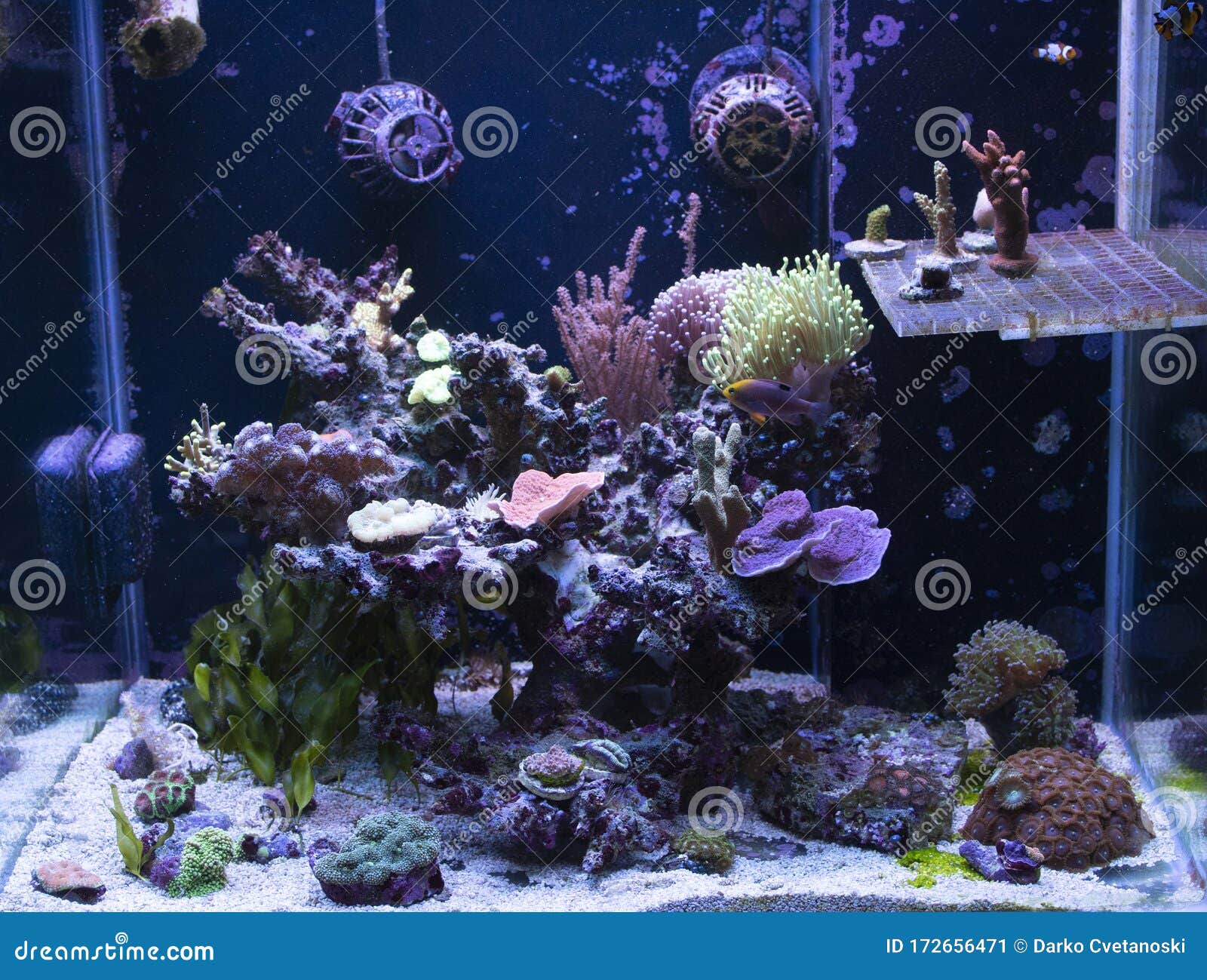 礁箱 海洋水族馆不同种类的珊瑚和鱼类库存图片 图片包括有牌照 坦克 不同 珊瑚 火炬