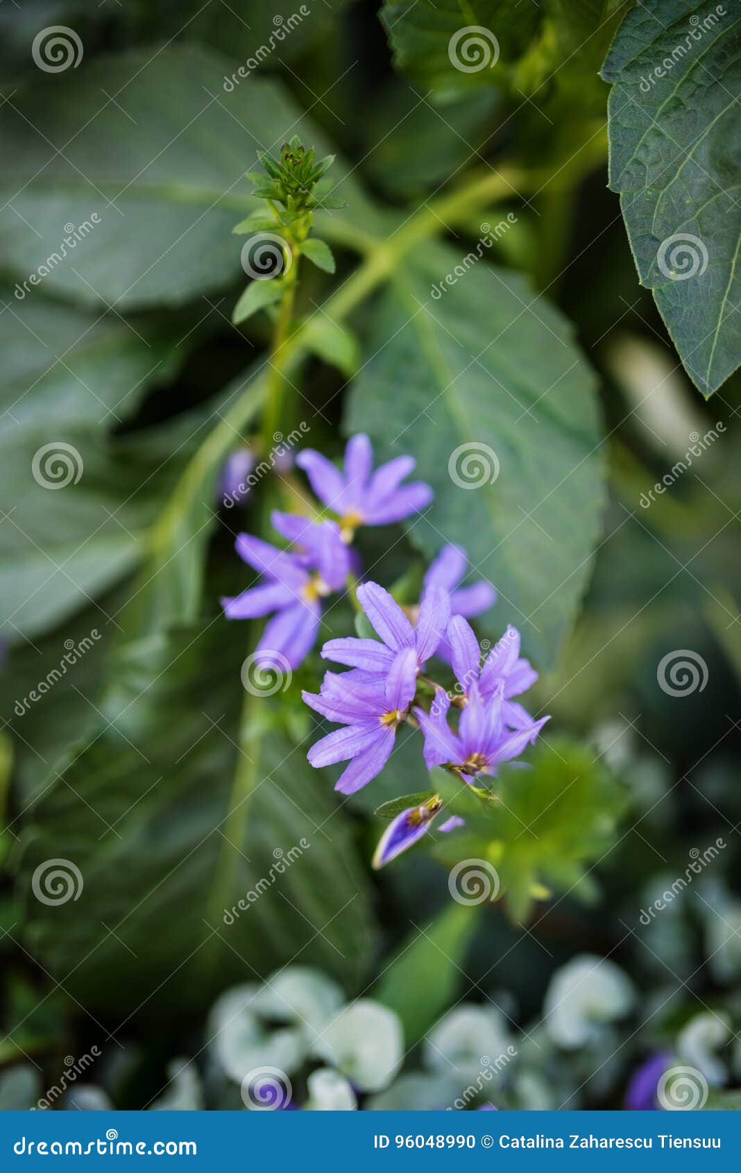神仙的爱好者花植物 半花冠开花库存照片 图片包括有