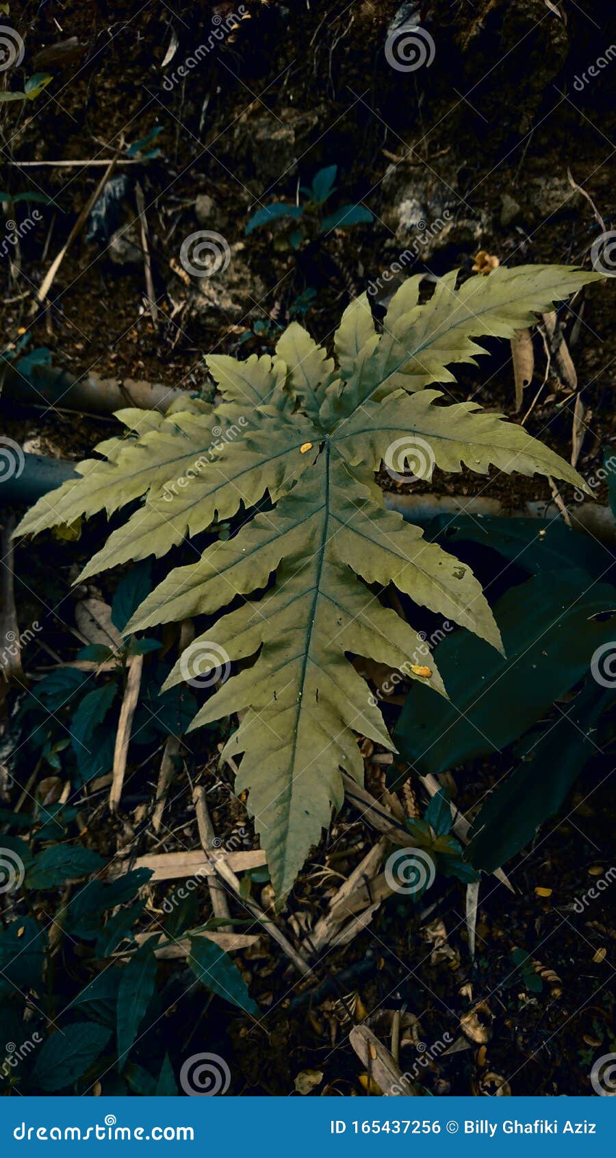 秋叶背景 天然壁纸 金叶背景库存照片 图片包括有背包 自然 生气勃勃 生活 秋天 横向