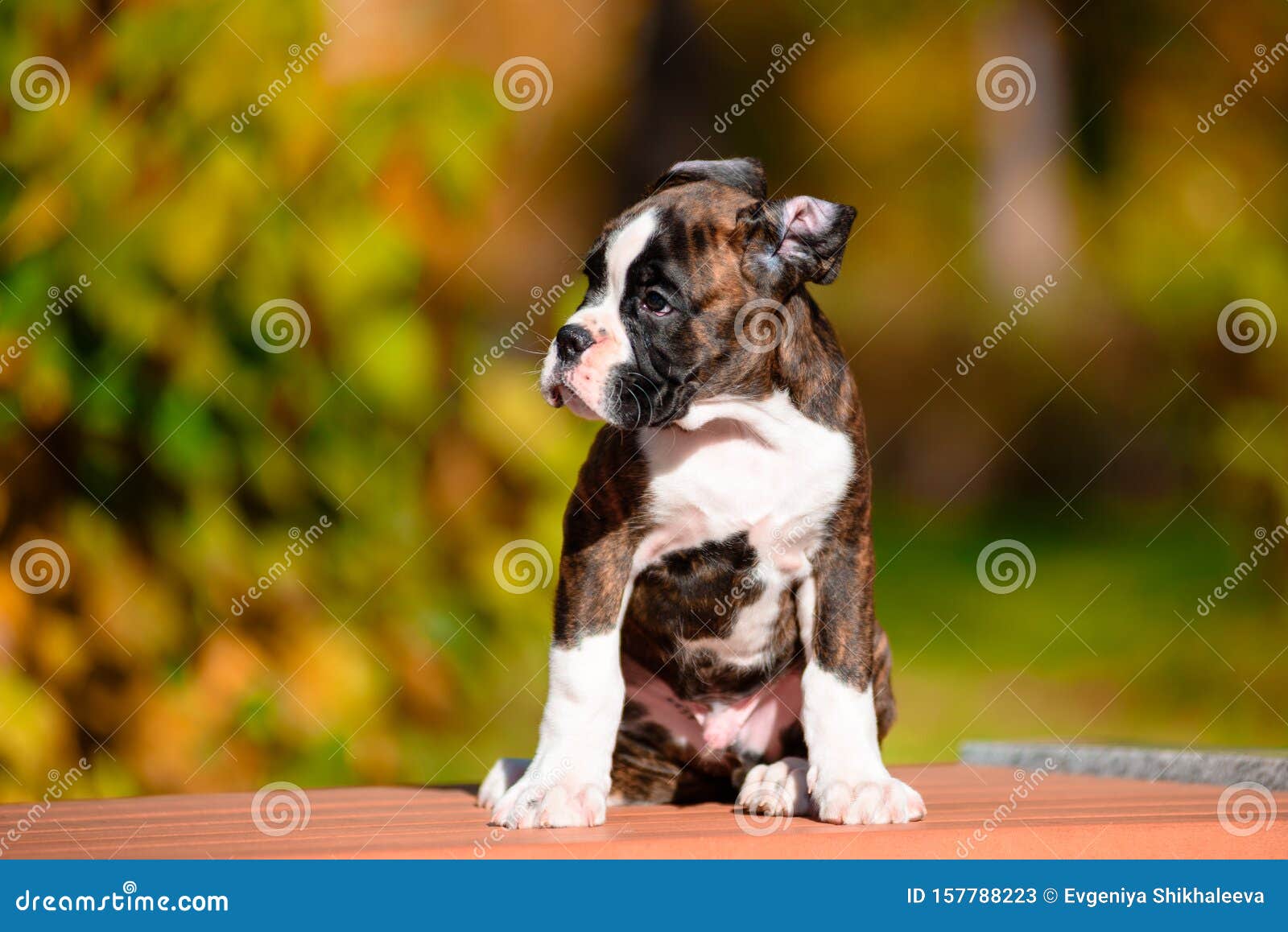 秋园可爱的虎幼犬拳击手库存图片 图片包括有 秋园可爱的虎幼犬拳击手库存图片 图片包括有
