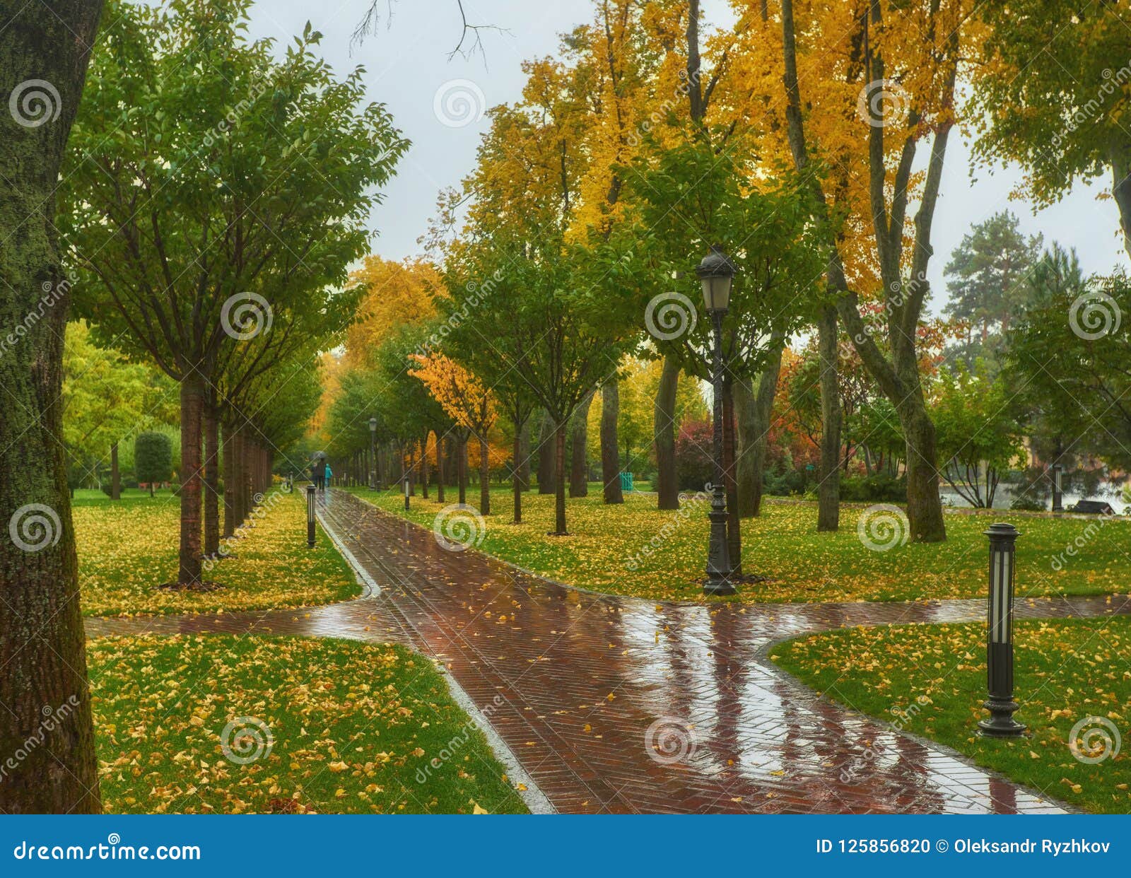 秋天公园 多雨背景 秋天风景背景雨库存照片 图片包括有