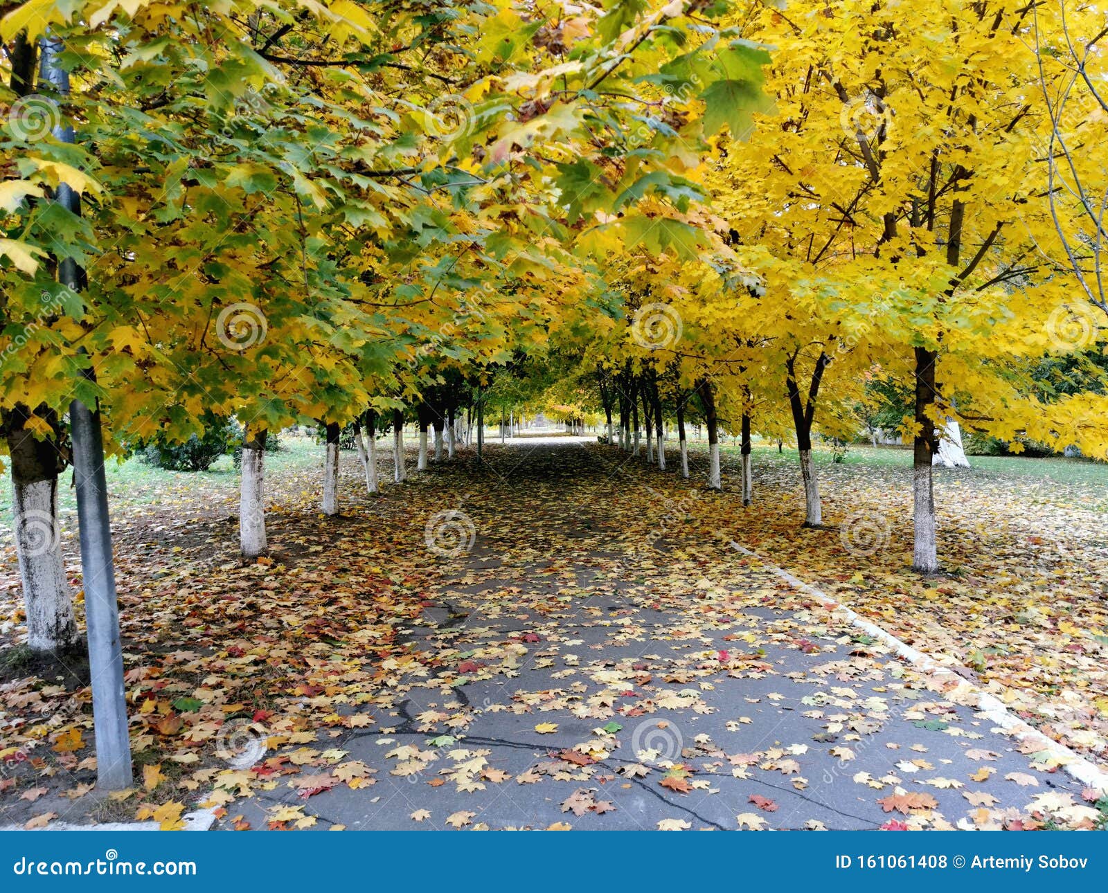 秋天落叶的公园人行道秋意背景库存照片 图片包括有公园 划分为 橙色 抽象 季节 本质