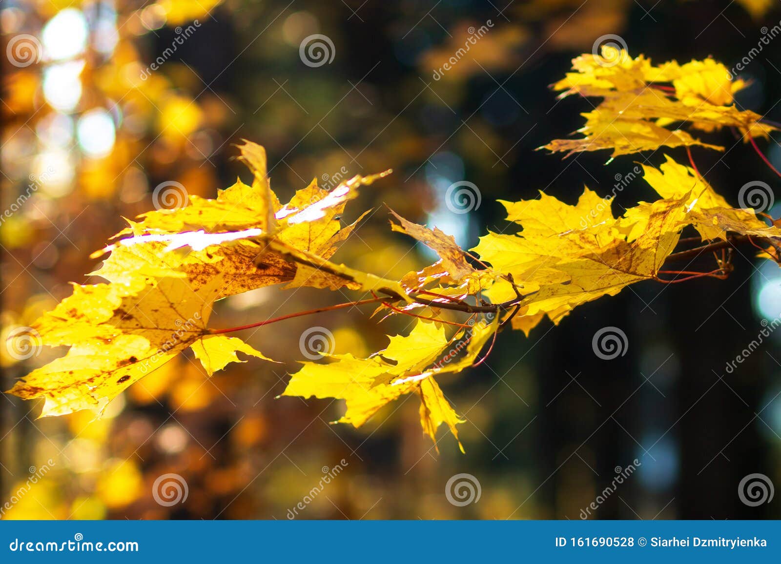 秋天景色落差背景10月五颜六色的树木库存照片 图片包括有10月五颜六色的树木 景色落差背景