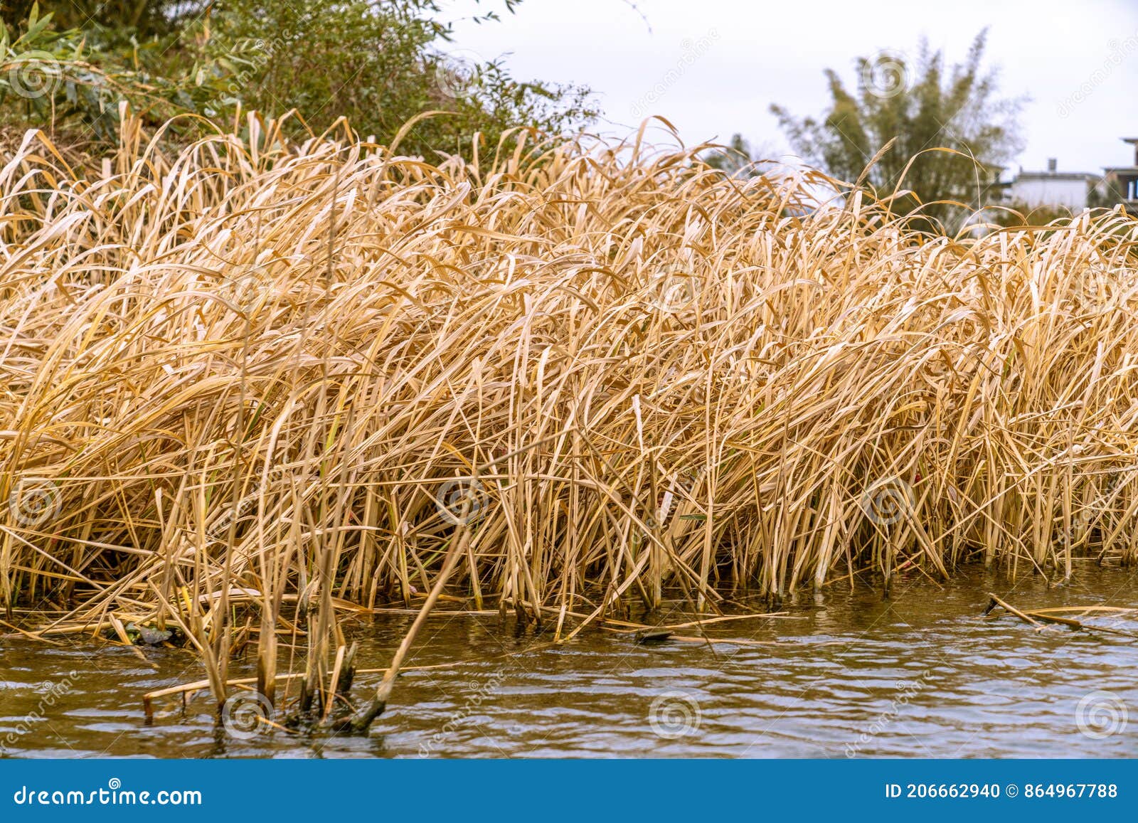 秋季水边的金黄色的芦苇丛The Golden Reeds by the Water in Autumn Stock Photo - Image of  branches, winter: 206662940