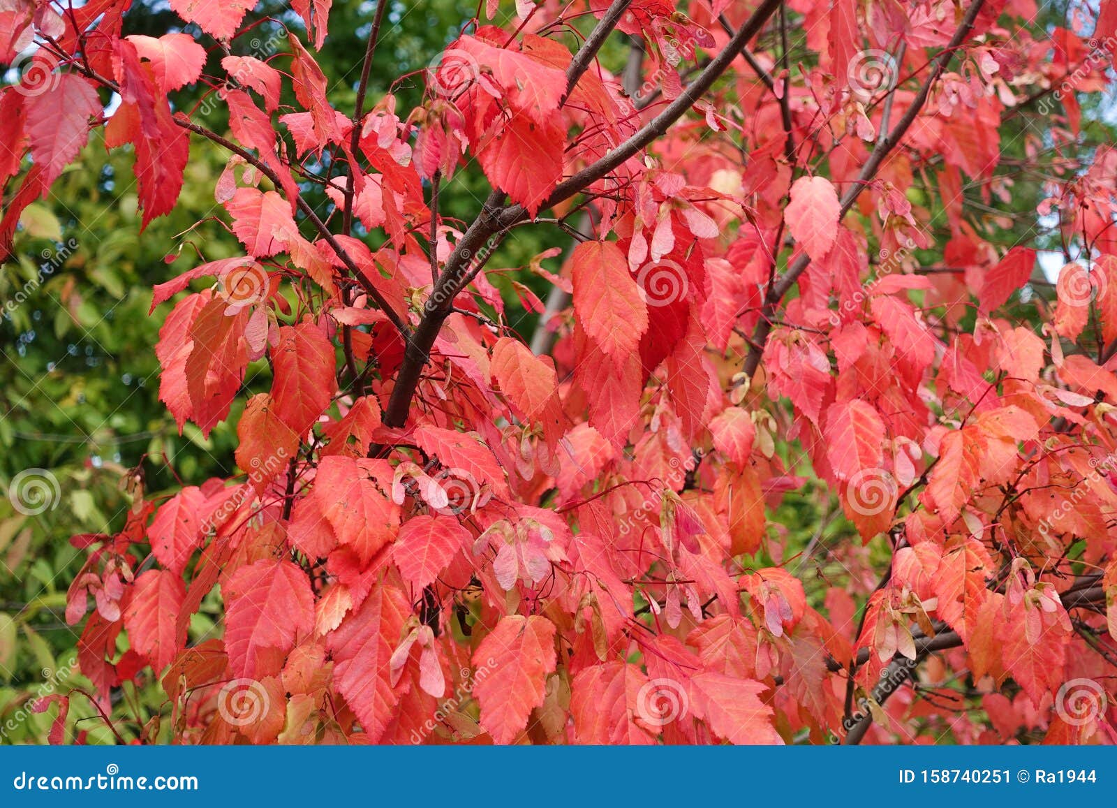 秋季背景一棵红叶树森林的秋库存图片 图片包括有