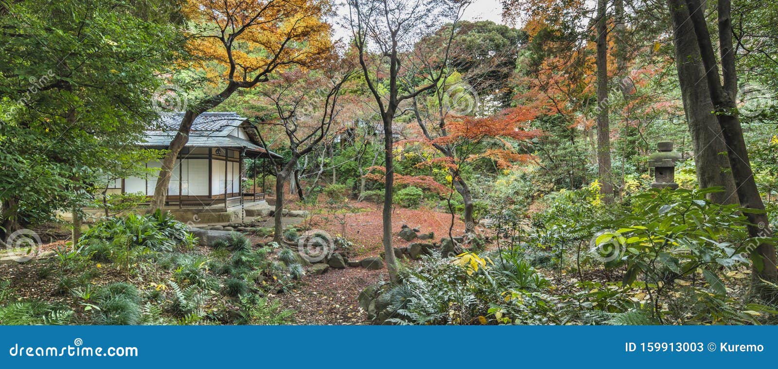 秋日松枫林东京都公园古古川日式花园茶室全景库存图片 图片包括有文化 本质 日本 季节 叶子