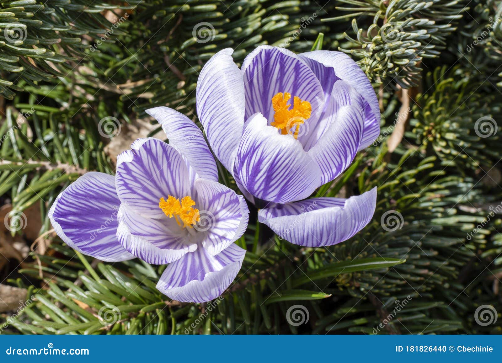 秋水仙花两朵紫白条纹花库存照片 图片包括有室外 草甸 生气勃勃 首先 蓝色 冷杉 背包