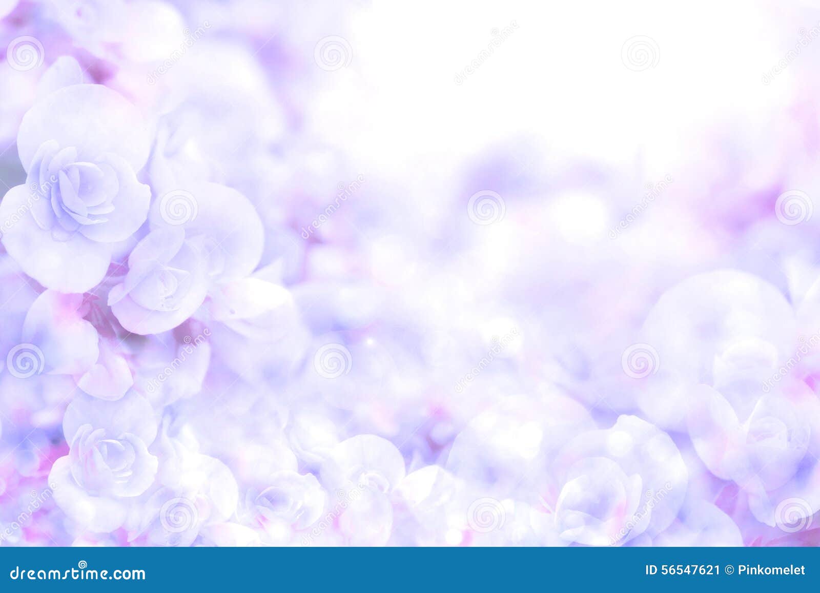 从秋海棠的抽象软的甜蓝色紫色花背景开花库存图片 图片包括有花卉 设计 颜色 绿色 梦想 看板卡