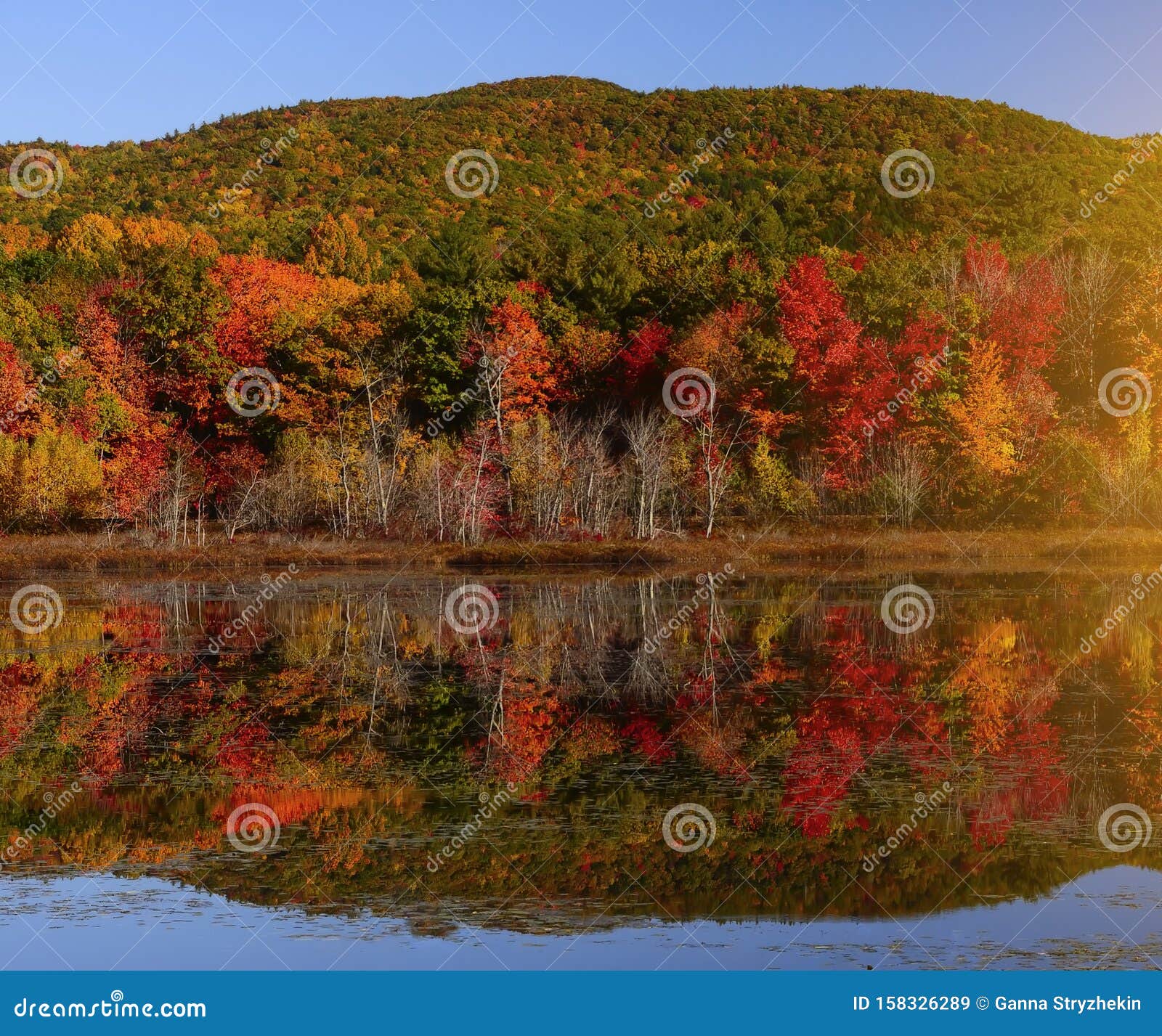 秋湖的美丽景色湖面平缓光滑中红橙黄树的反射秋天的骚乱库存图片 图片包括有