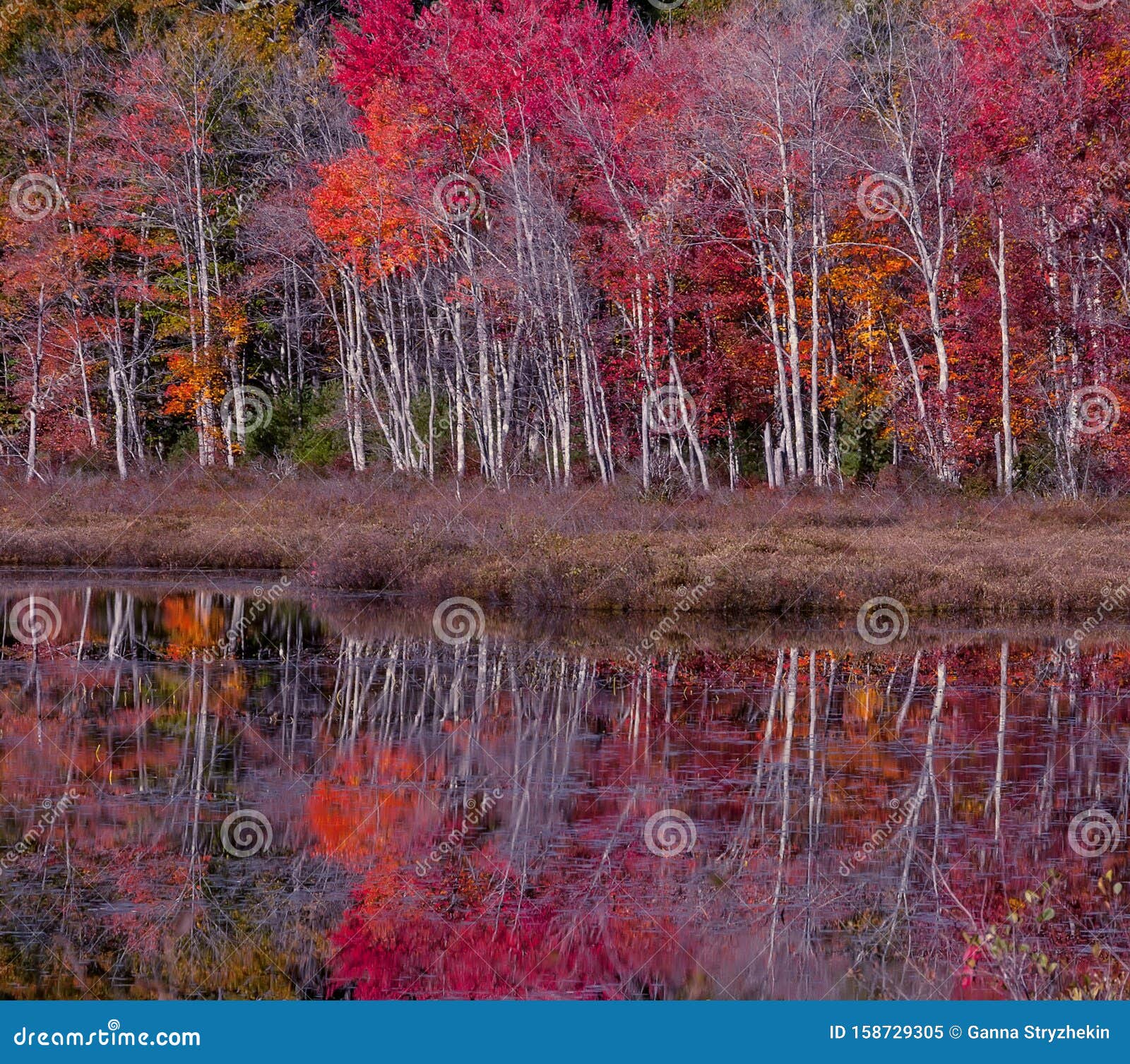 秋湖的美丽景色湖面平缓光滑中红橙黄树的反射秋天的骚乱库存图片 图片包括有