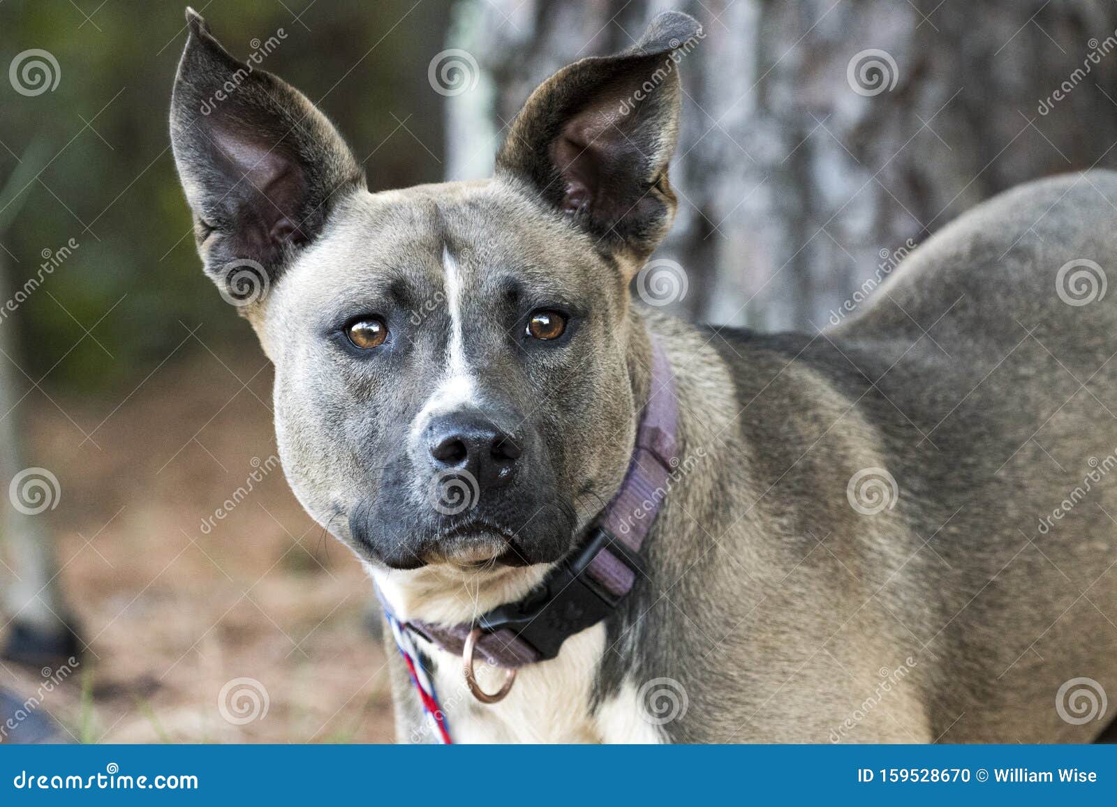 秋田獒犬混种大耳 外带紫领的狗库存照片 图片包括有宠物 信天翁 敌意 耳朵 社团 女性