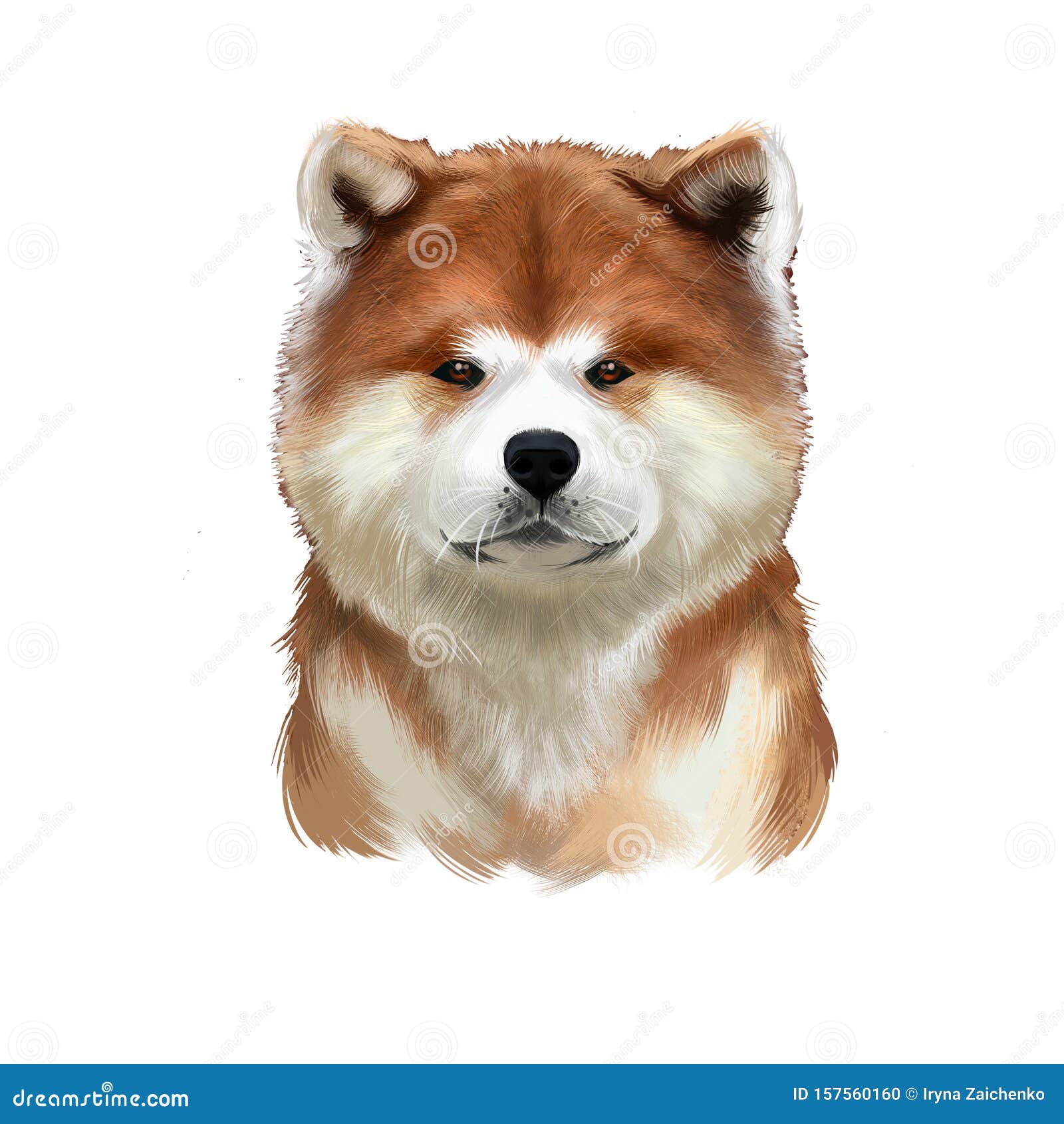 秋田种数码艺术的白色插图可爱的家畜纯种动物美国大型犬akita Inu 库存例证 插画包括有