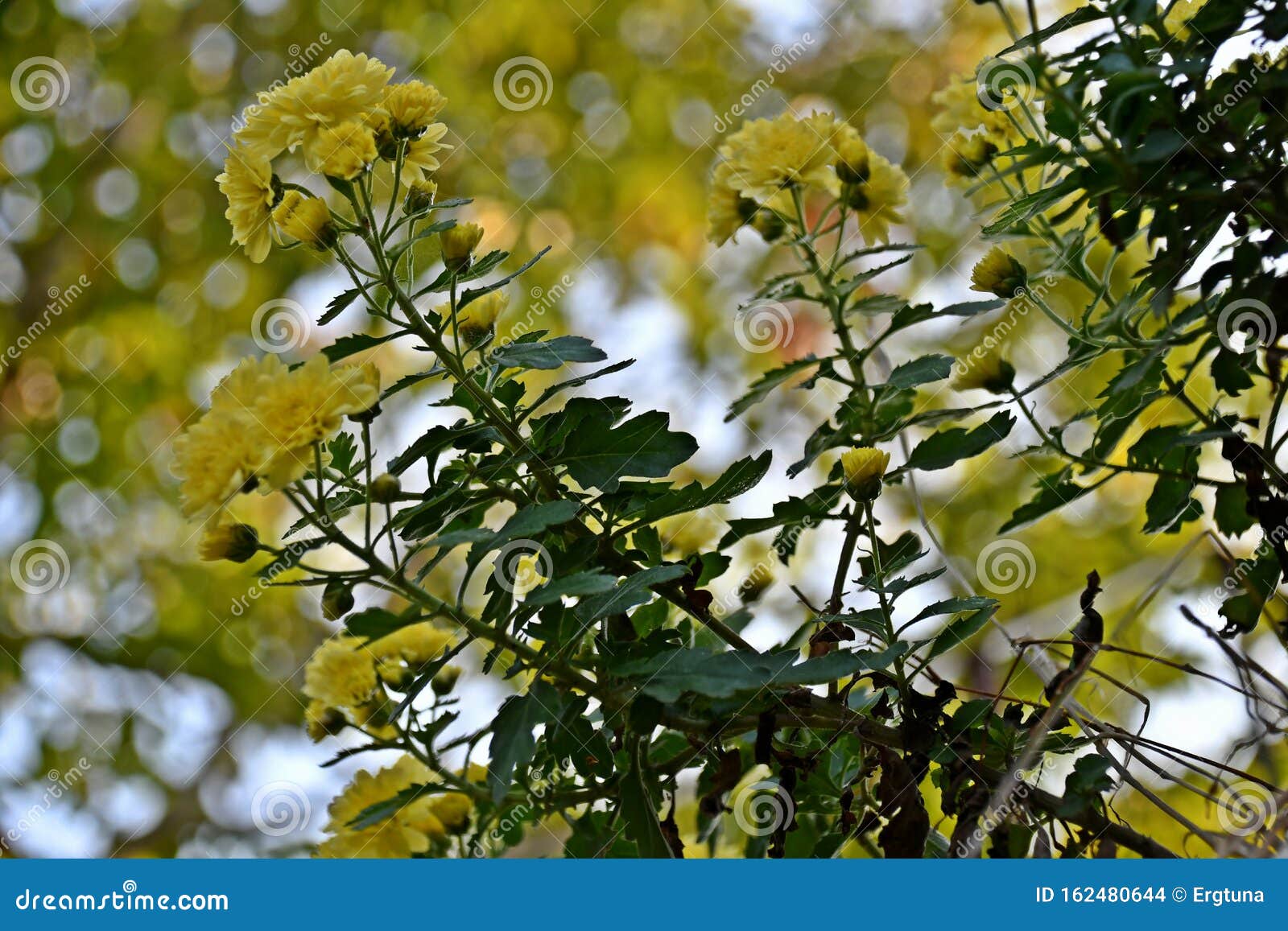 秋菊 壁纸 抽象的自然背景 库存照片 图片包括有森林 抽象 自然 季节 自治权 珍珠