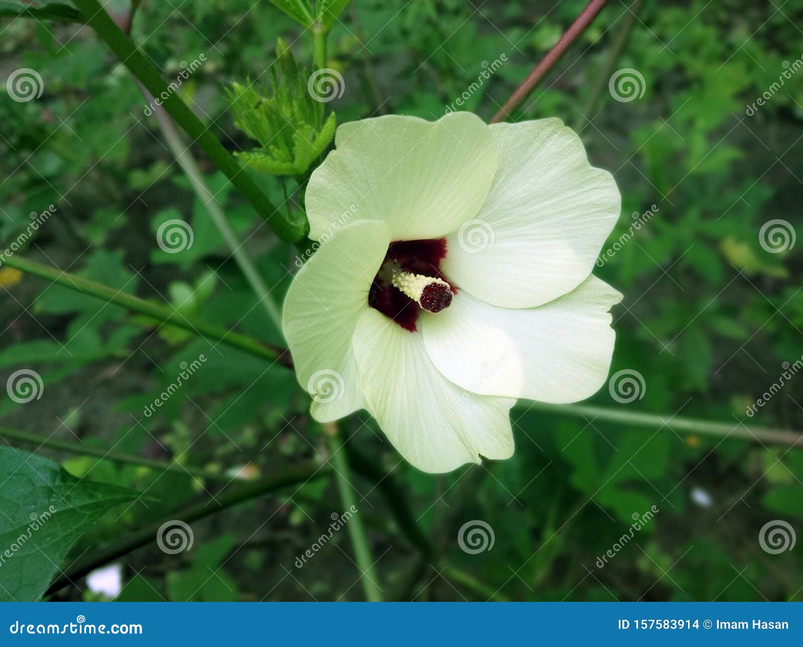 秋葵是一种在马上开花的植物 在许多英语国家 它被称为 女人的手指 或 其他 库存照片 图片包括有气候 例证