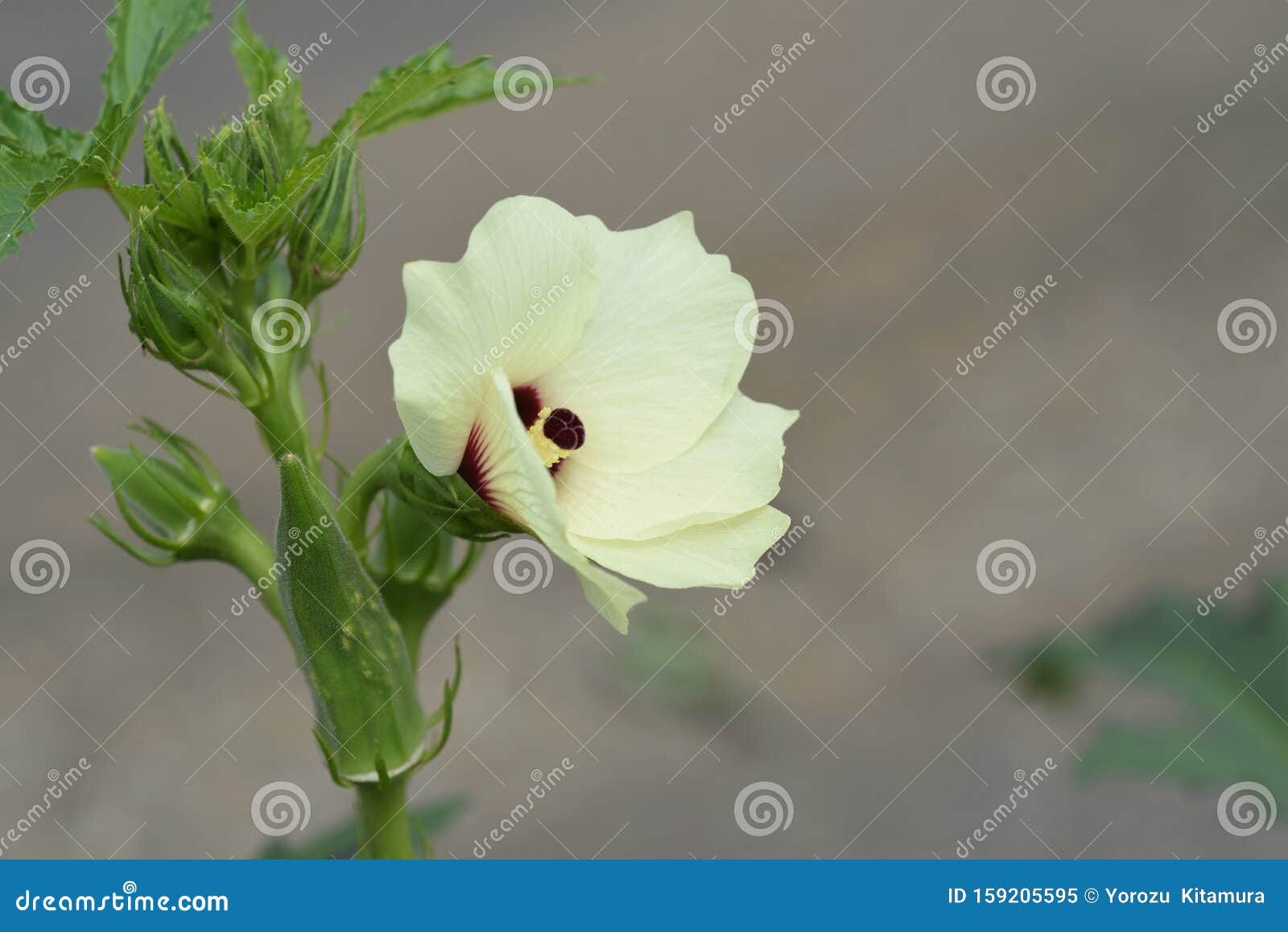 秋葵花库存图片 图片包括有秋葵花