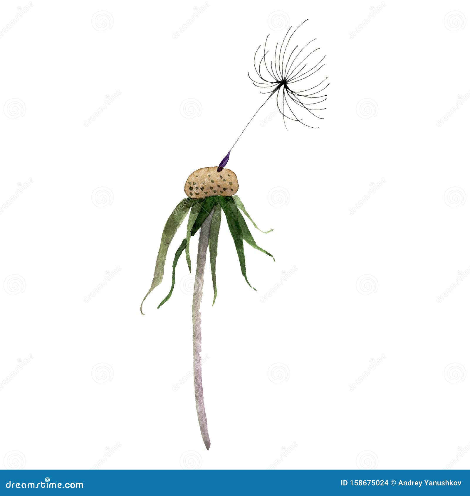 种子蒲公英苗头水彩背景插图集隔离的植物图元库存例证 插画包括有
