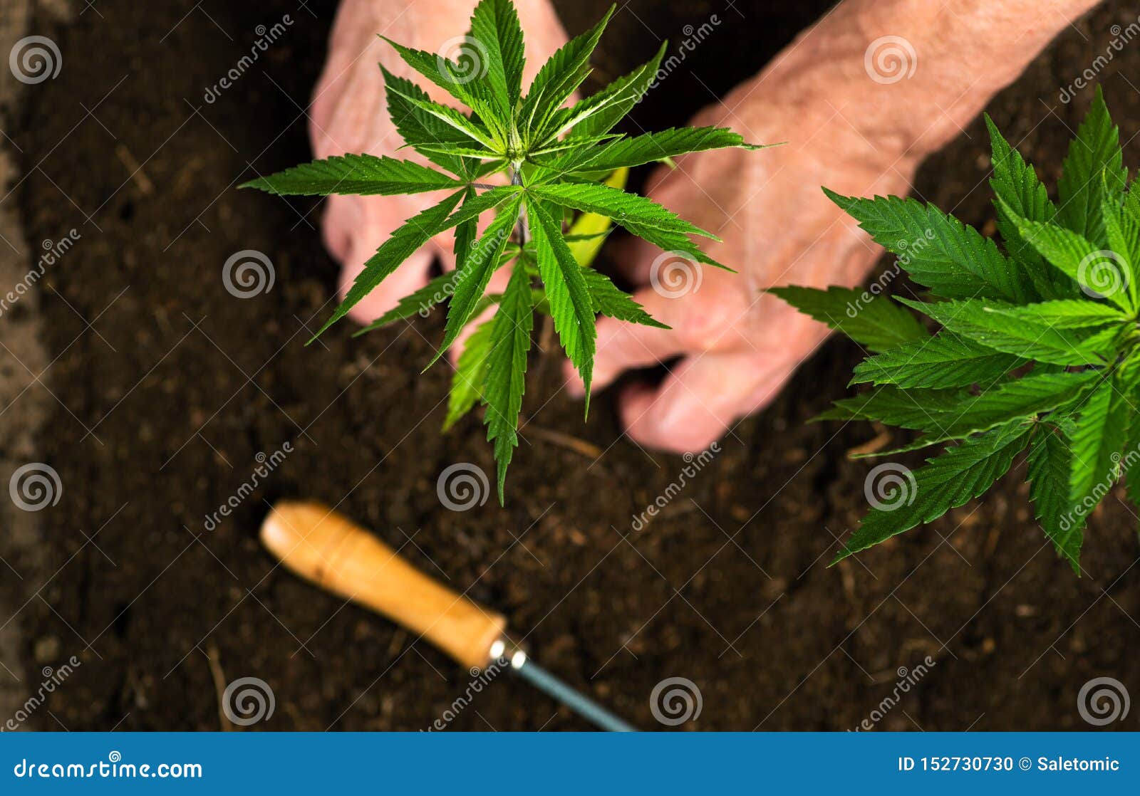 种植在土壤的人工业用大麻库存照片 图片包括有 种植在土壤的人工业用大麻库存照片 图片包括有
