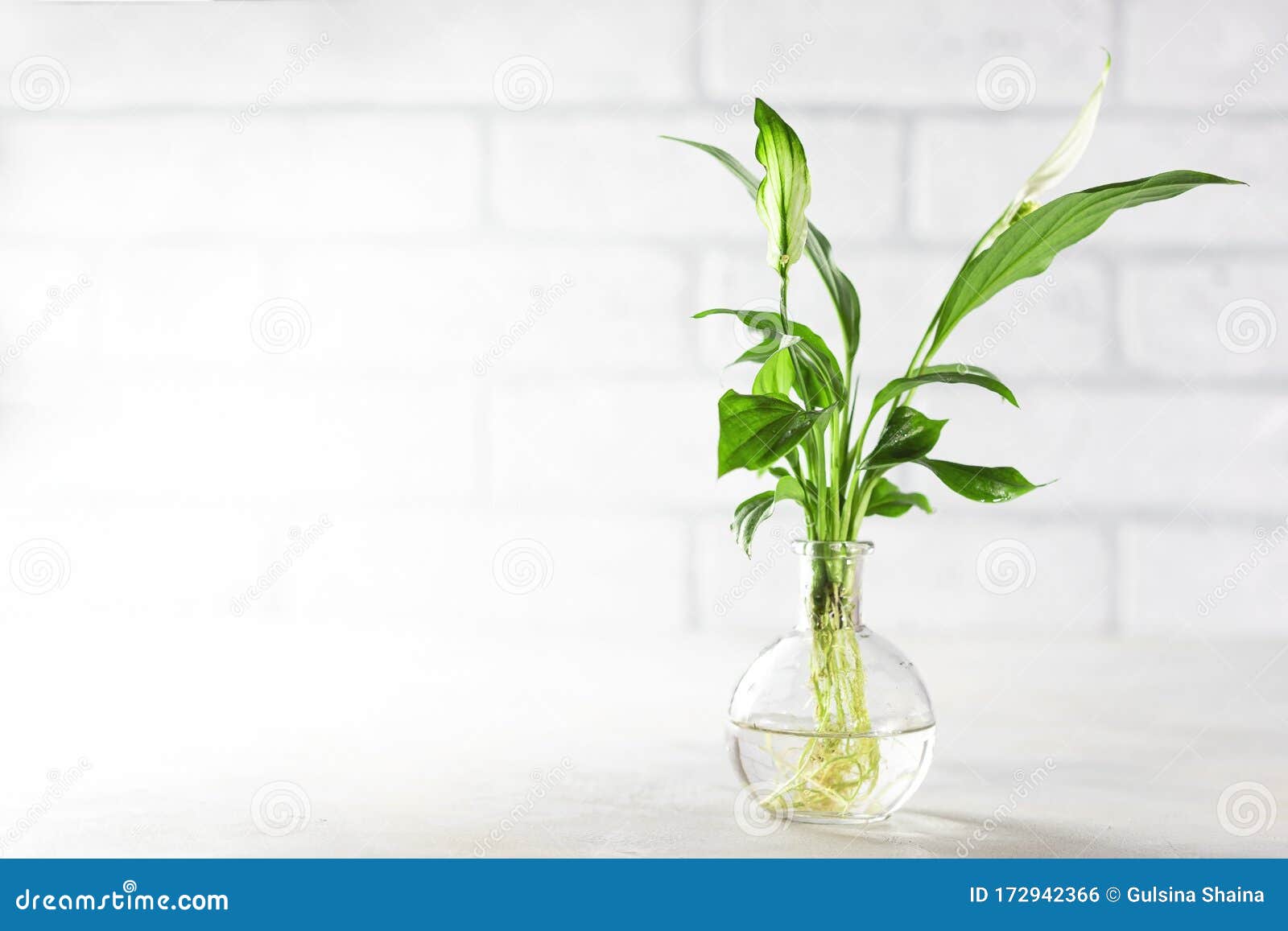 种植新植物水生石豆属植物根系生长的扦插和芽石豆兰幼苗库存照片 图片包括有肥料 背包 种植新植物水生石豆属植物根系生长的扦插和芽石豆兰幼苗库存照片 图片包括有肥料 背包