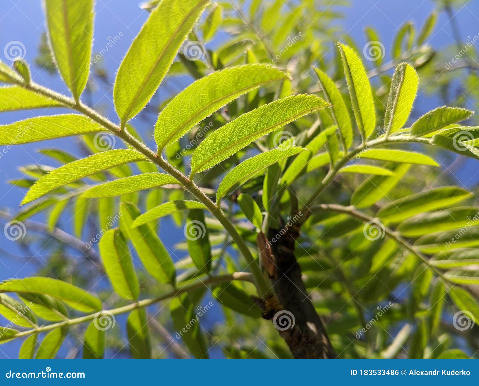 种植植物和树木的夏日花园芦湾树的阳光绿叶库存照片 图片包括有安静 感受 花揪 宏指令 亮光