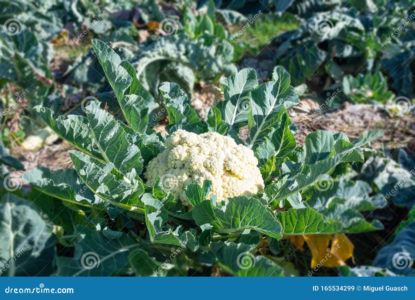 种植白花菜库存图片 图片包括有种植白花菜