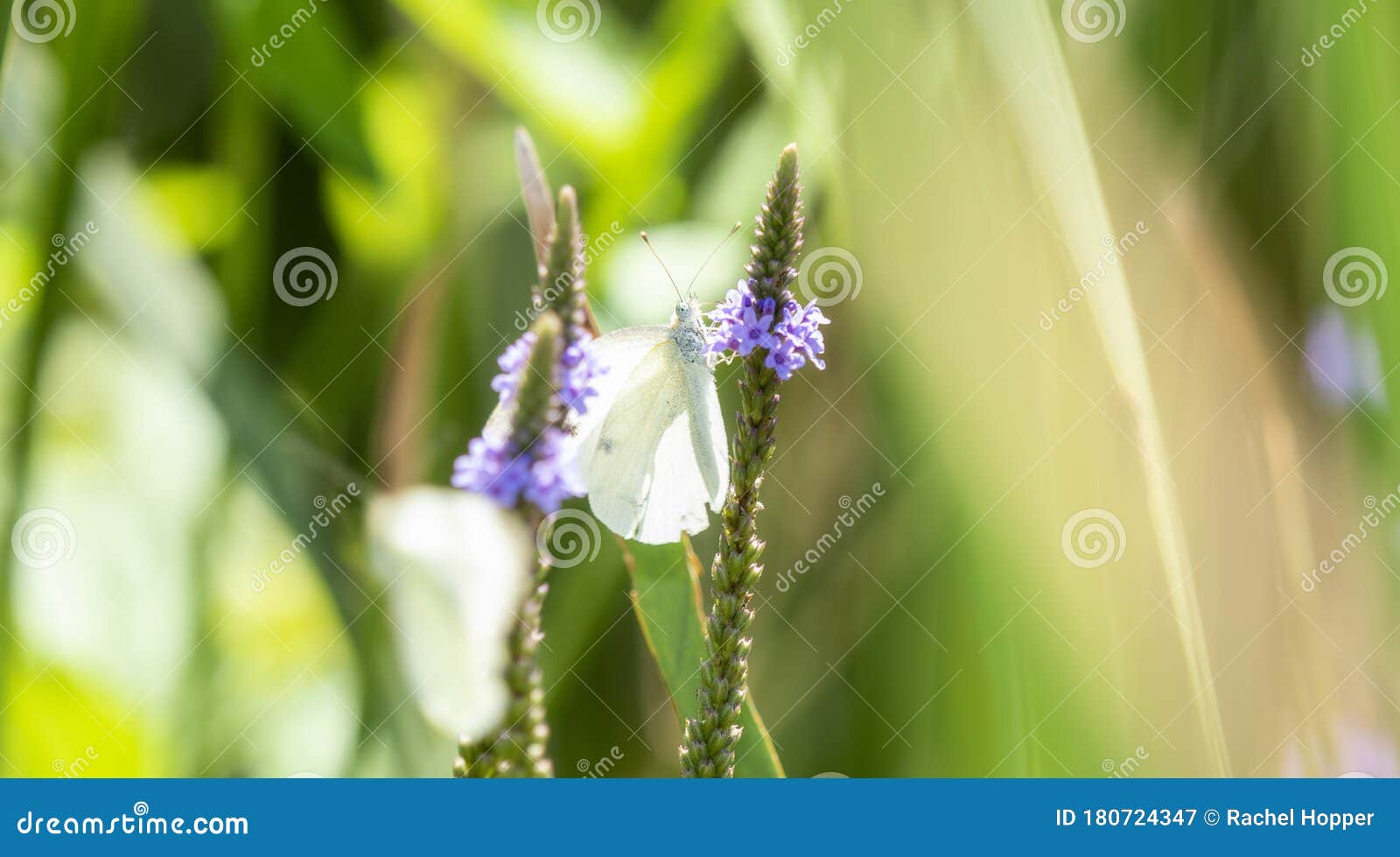 科罗拉多州北部紫花植物大白菜白蝶菜青虫库存图片 图片包括有科罗拉多州北部紫花植物大白菜白蝶菜青虫 科罗拉多州北部紫花植物大白菜白蝶菜青虫库存图片 图片包括有科罗拉多州北部紫花植物大白菜白蝶菜青虫