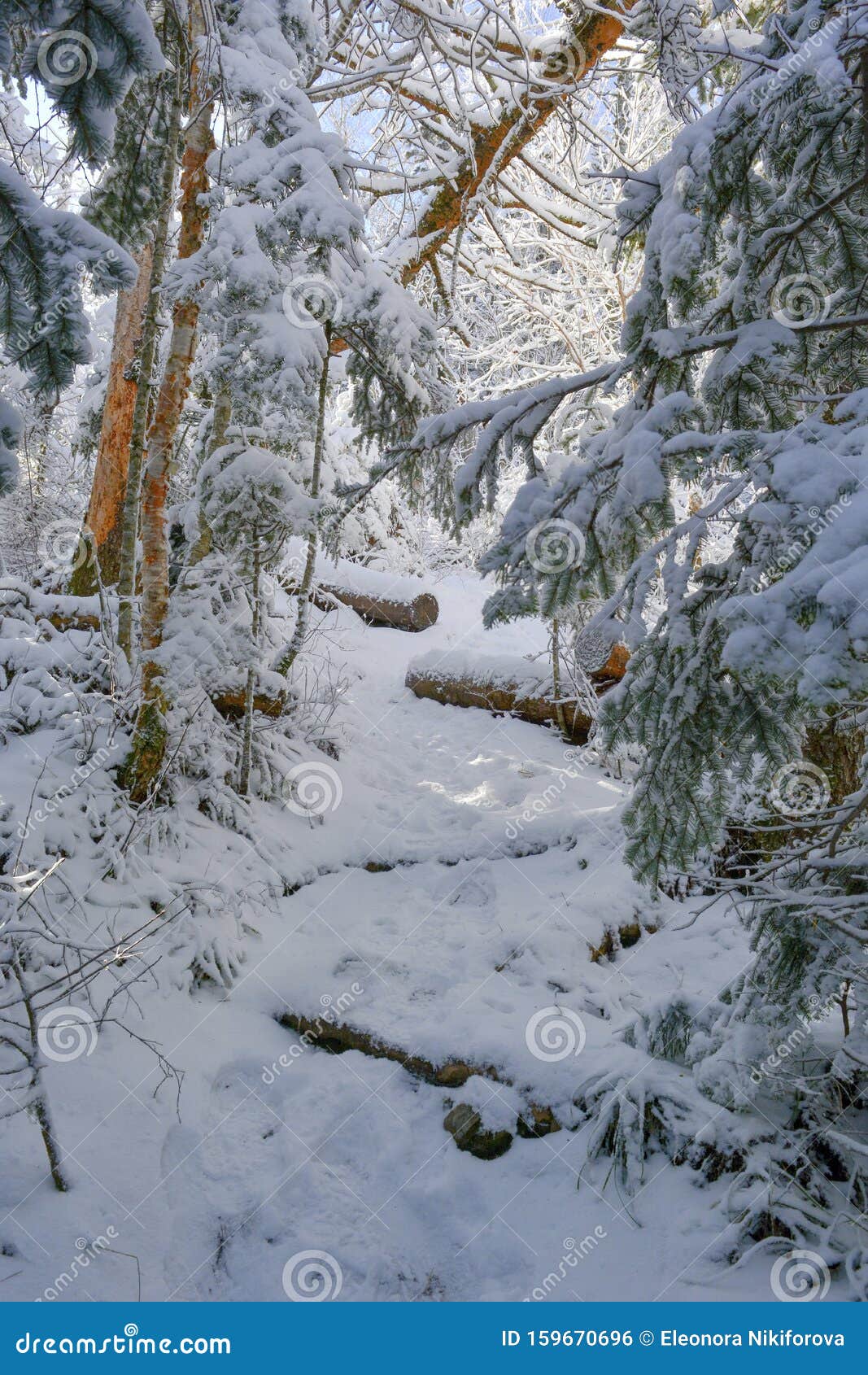 积雪俄罗斯泰加森林的冬天库存照片 图片包括有人们 天空 蓝色 旅行 丛林 冷淡 航空 积雪俄罗斯泰加森林的冬天库存照片 图片包括有人们 天空 蓝色 旅行 丛林 冷淡 航空