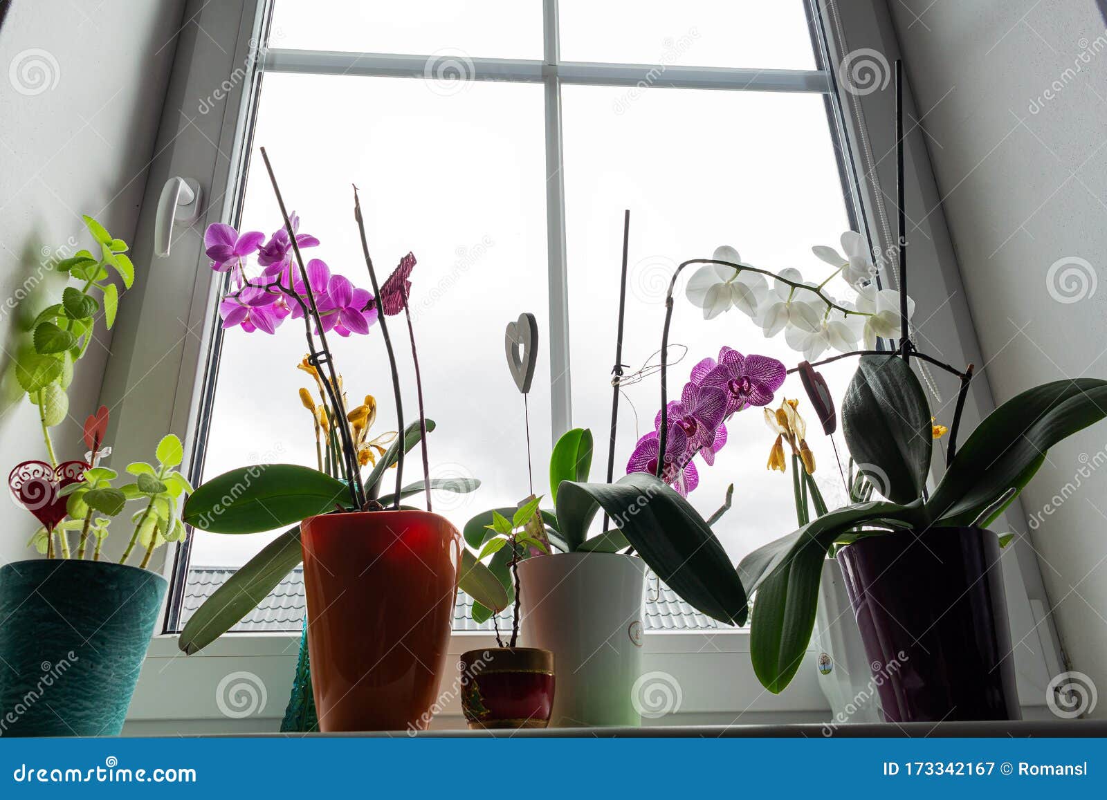 窗台上的一组不同的室内花绿化室内装饰种植在相同设计盆中的植物库存图片 图片包括有设计 玻璃 窗台上的一组不同的室内花绿化室内装饰种植在相同设计盆中的植物库存图片 图片包括有设计 玻璃