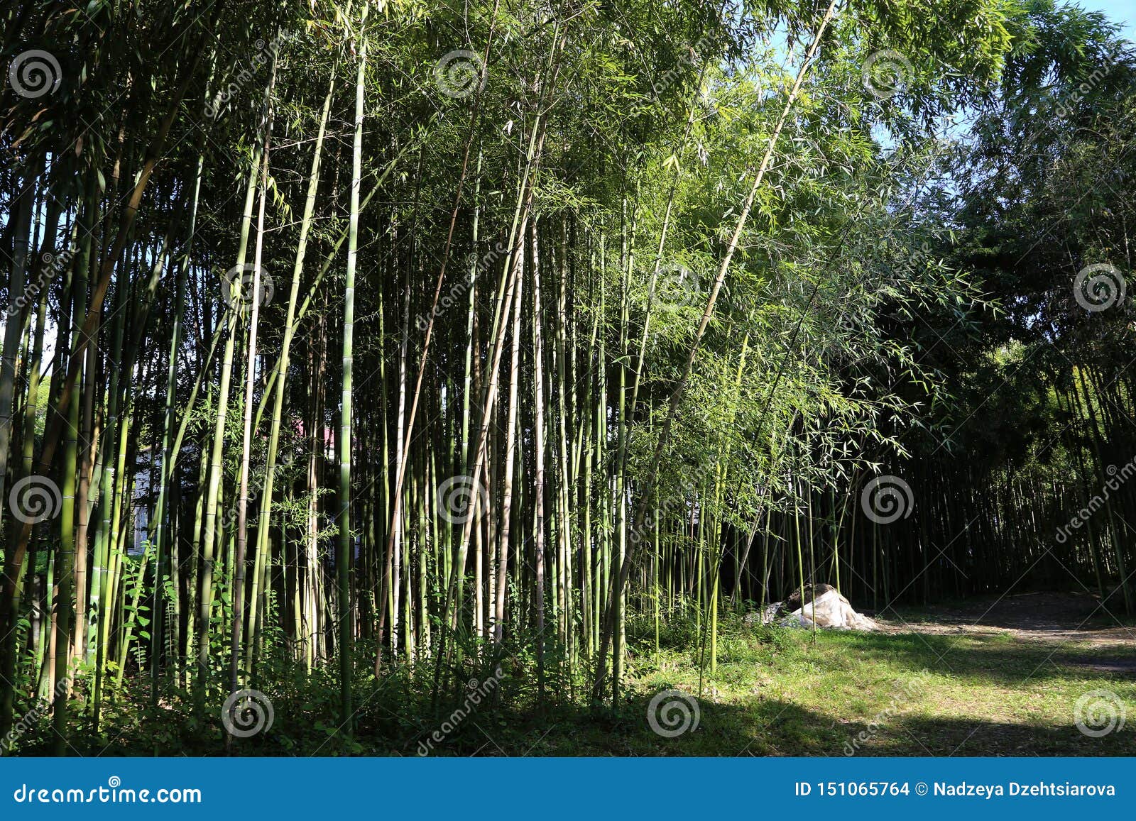 竹子胡同在中央植物园里库存照片 图片包括有竹子胡同在中央植物园里