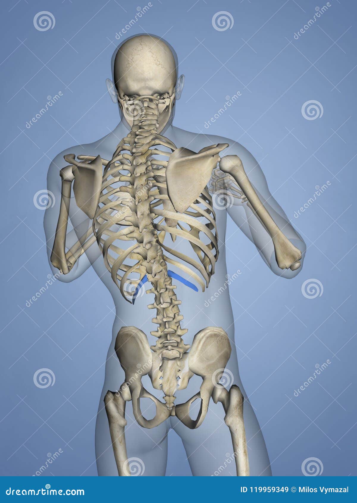 第十二块肋骨 胸廓 3d模型库存例证 插画包括有 第十二块肋骨 胸廓 3d模型库存例证 插画包括有