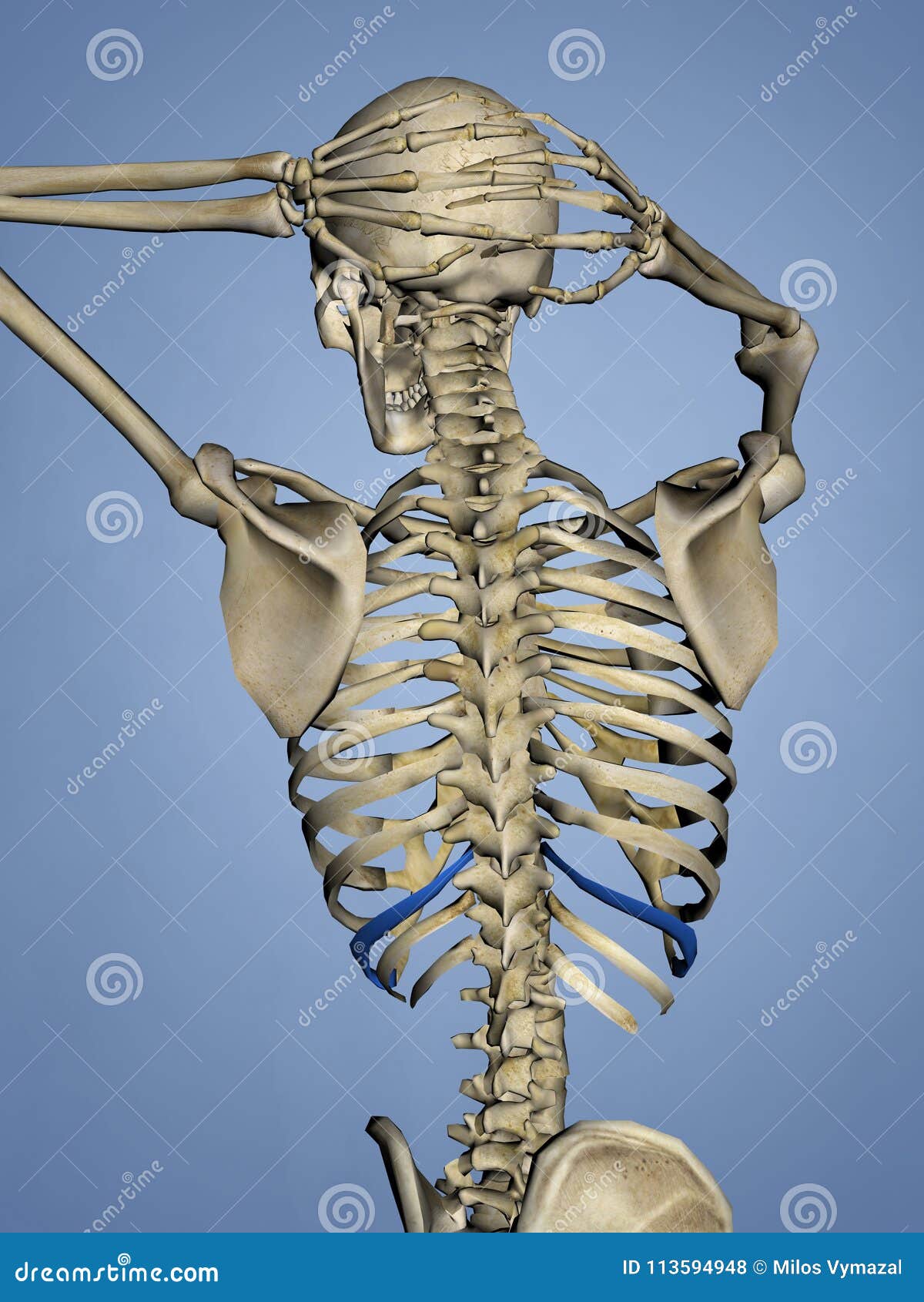 第十块肋骨 胸廓 3d模型库存例证 插画包括有医学 骨头的 医疗 第十 设计 轰炸机