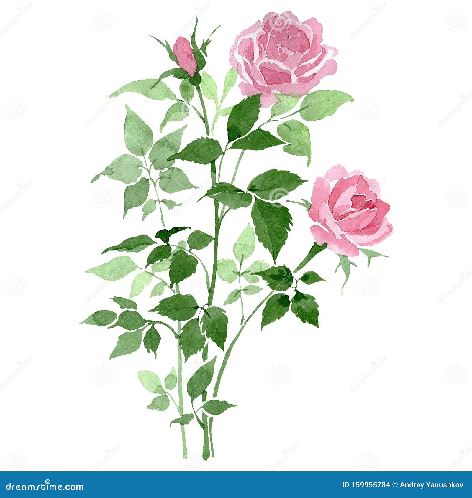 粉玫瑰花植物花丛水彩背景集隔离的玫瑰插图元素库存照片 图片包括有查出 秋天 上升了 土气 粉玫瑰花植物花丛水彩背景集隔离的玫瑰插图元素库存照片 图片包括有查出 秋天 上升了 土气