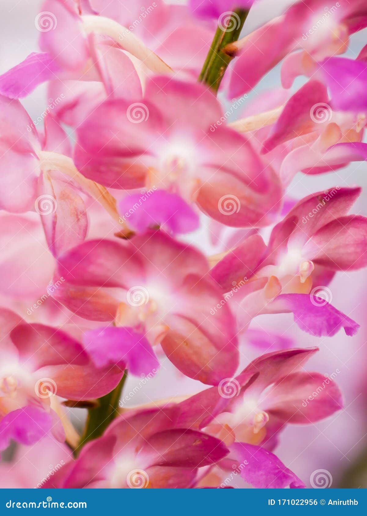 粉白彩花中兰花的宏花粉库存照片 图片包括有背包 绿色 批次 花粉 照片 沙漠 紫色