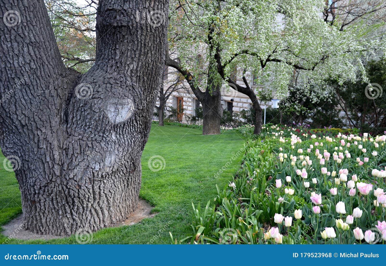 粉紫白郁金香郁金香草坪与春古老树草坪公园花边库存照片 图片包括有橡木 线路 结构树 凸起的