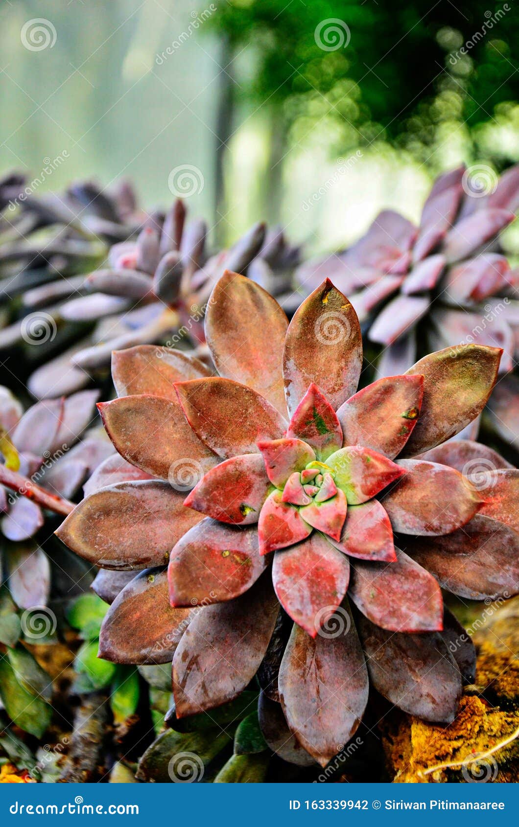 粉红和绿色玫瑰多肉植物 紫苏科 天狼王后清迈植物园库存照片 图片包括有旅行 庭院