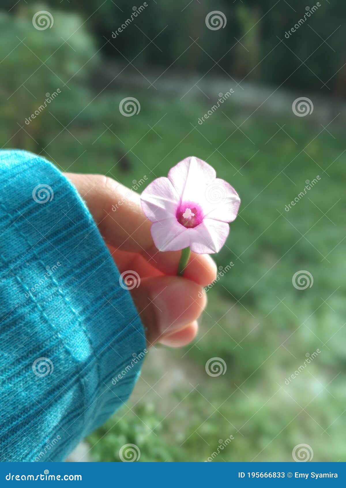 粉红平和的花梦库存图片 图片包括有粉红色 梦想 镇静地 愉快 粉红平和的花梦库存图片 图片包括有粉红色 梦想 镇静地 愉快