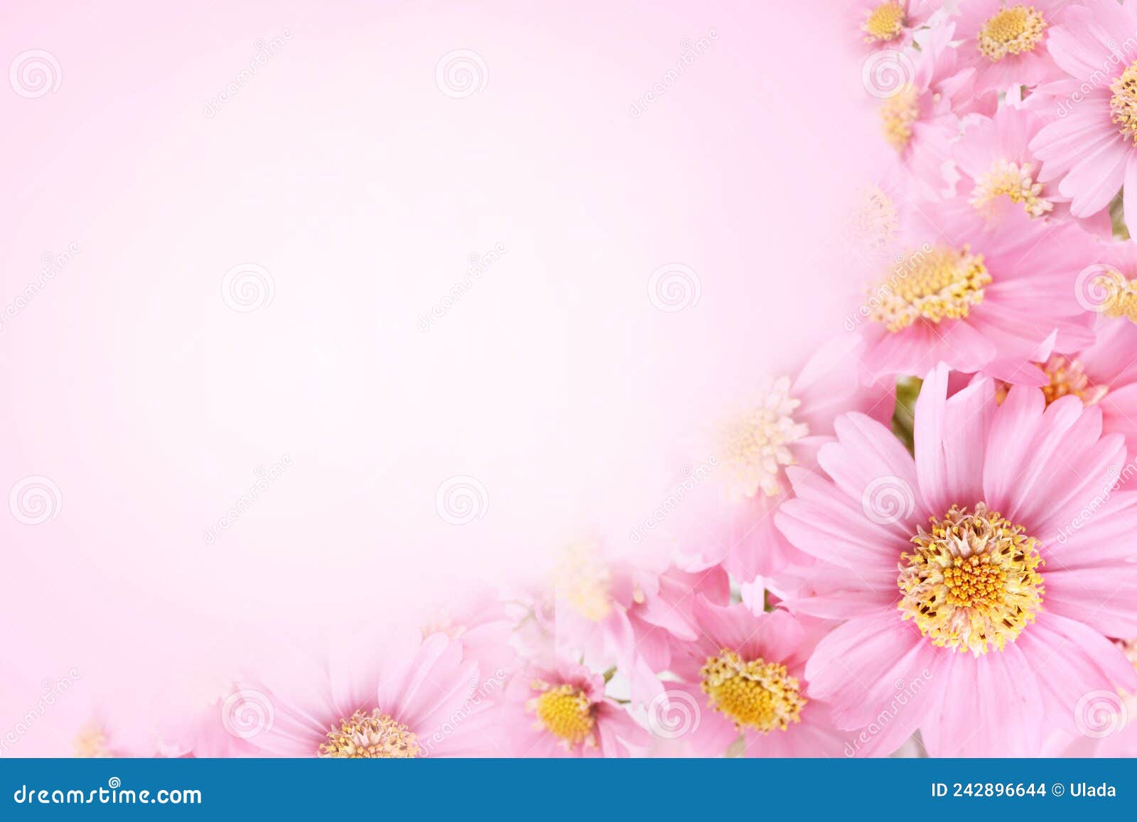 粉红春开的宇宙花或夏季绽放的精致玫瑰和玫瑰花般的节日背景柔和和的花束库存照片- 图片包括有邀请, 工厂: 242896644
