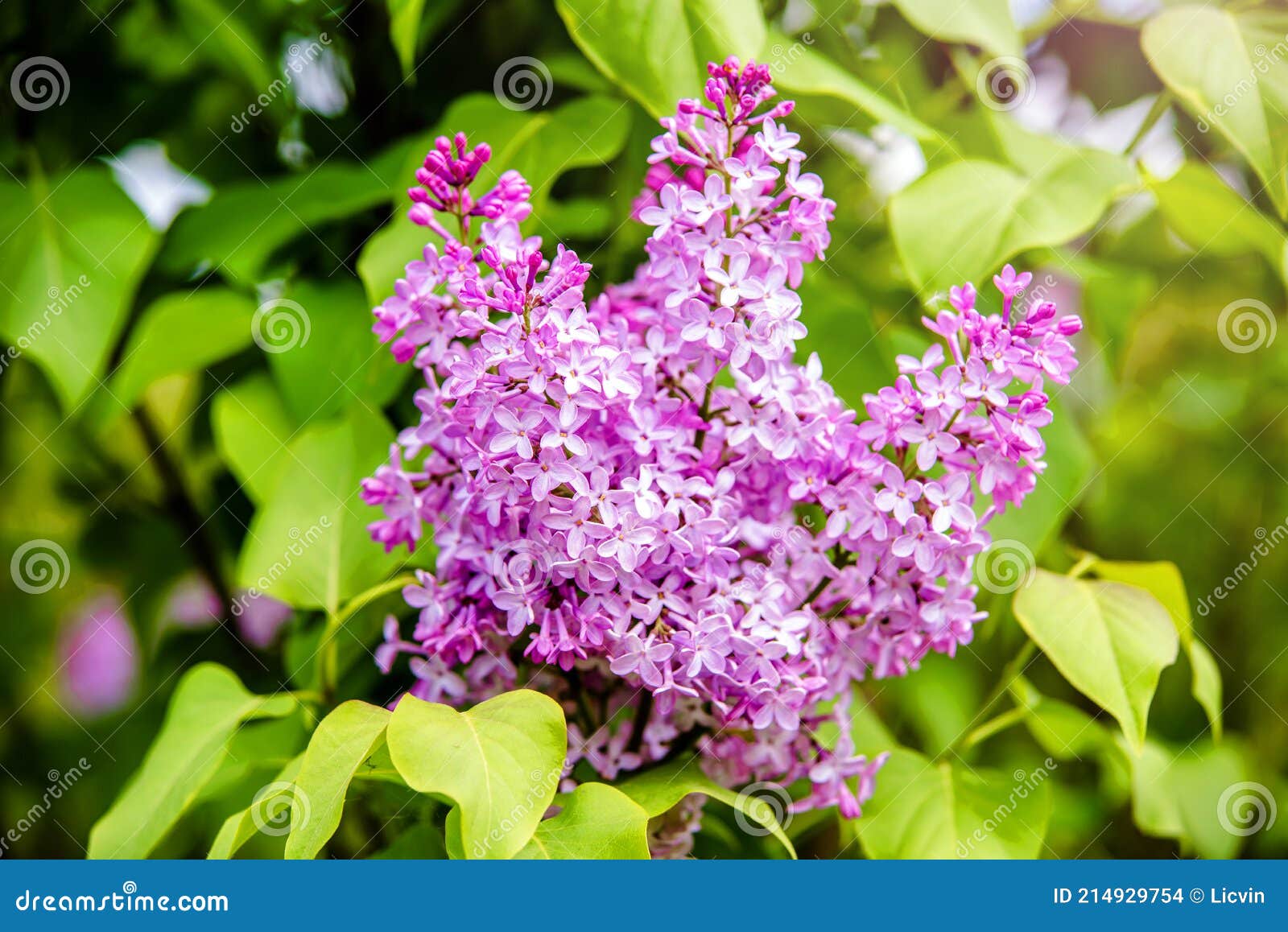 粉红的紫丁香花库存照片 图片包括有庭院 季节 花束 芬芳 颜色 丁香 开花的 开花 粉红的紫丁香花库存照片 图片包括有庭院 季节 花束 芬芳 颜色 丁香 开花的 开花