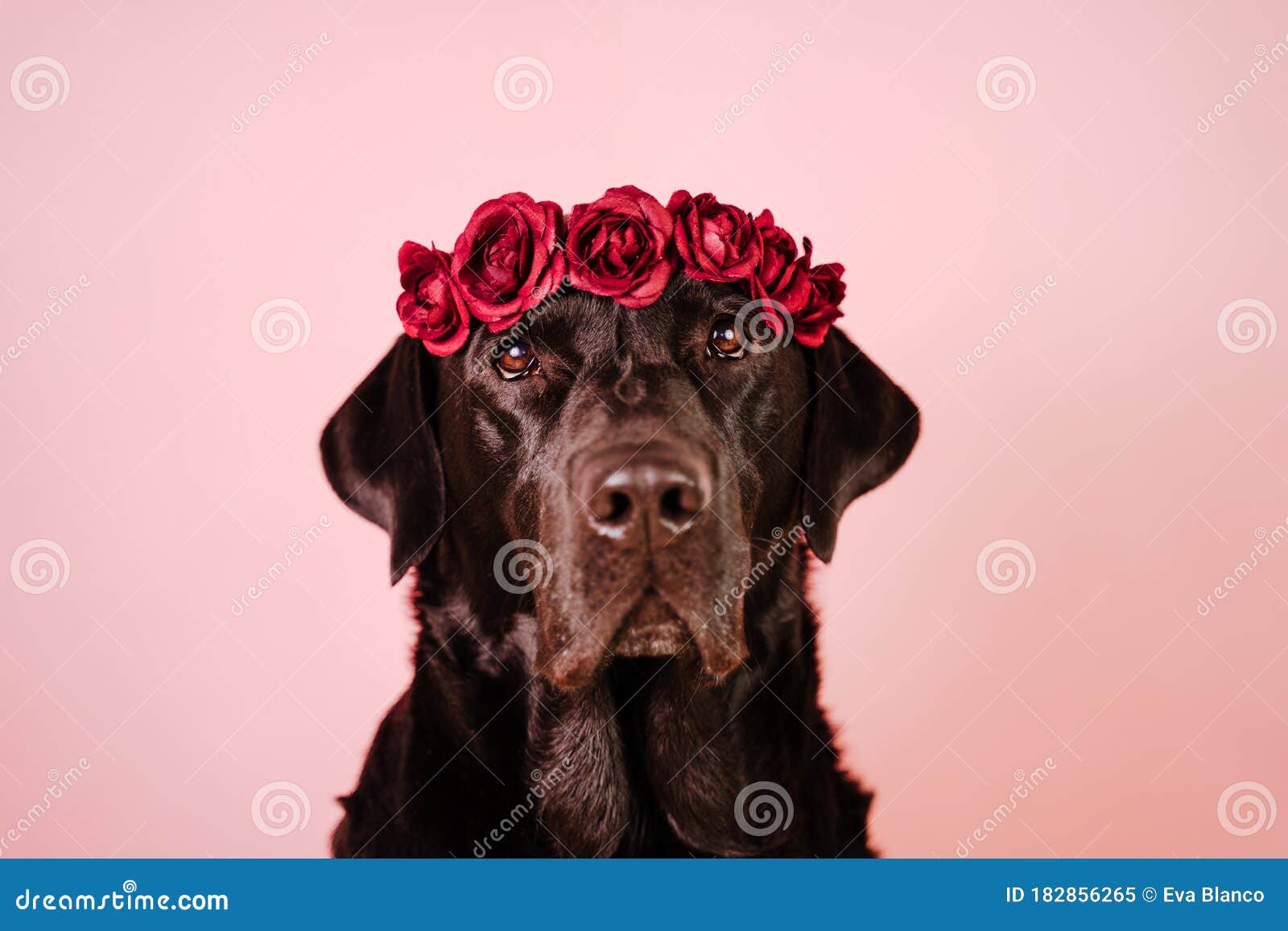 粉红色背景上戴着花冠的黑色拉布拉多美犬画像春夏概念库存图片 图片包括有春夏概念 粉红色背景上戴着花冠的黑色拉布拉多美犬画像 粉红色背景上戴着花冠的黑色拉布拉多美犬画像春夏概念库存图片 图片包括有春夏概念 粉红色背景上戴着花冠的黑色拉布拉多美犬画像