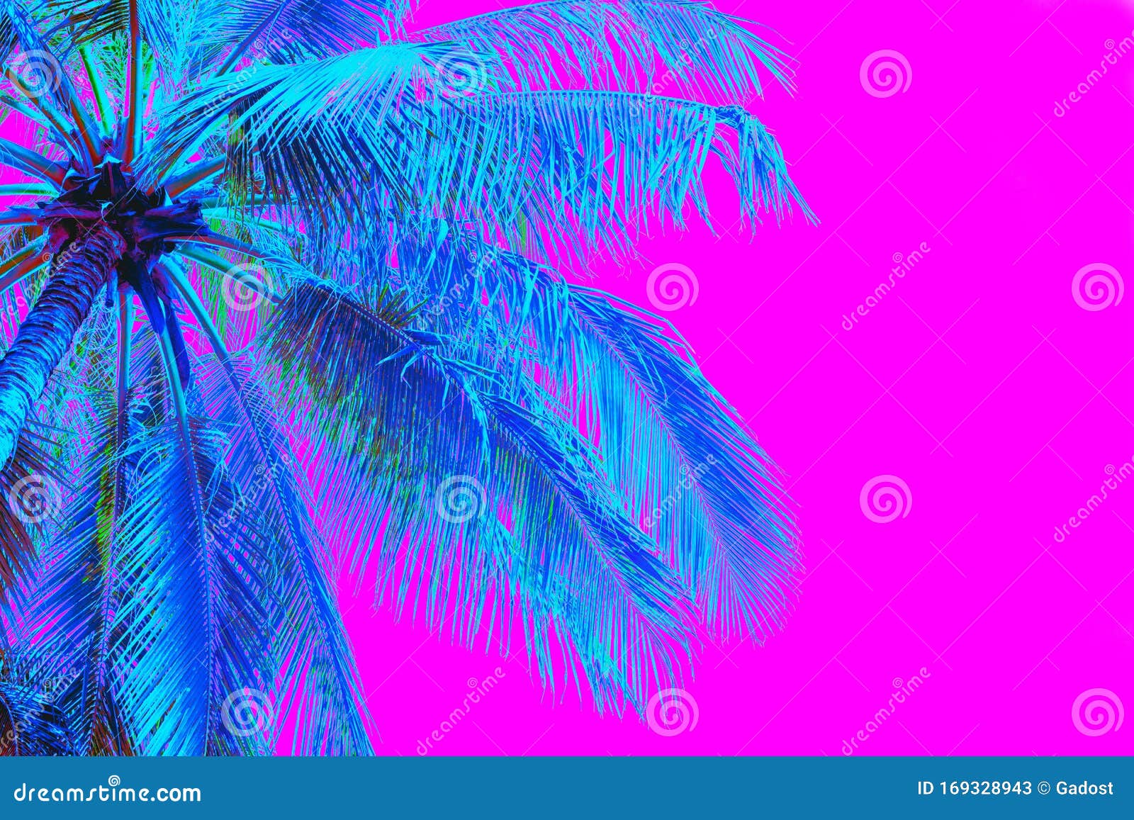 粉红色背景中的霓虹色棕榈树库存图片 图片包括有靠山 掌上型计算机 焕发 背包 颜色 设计