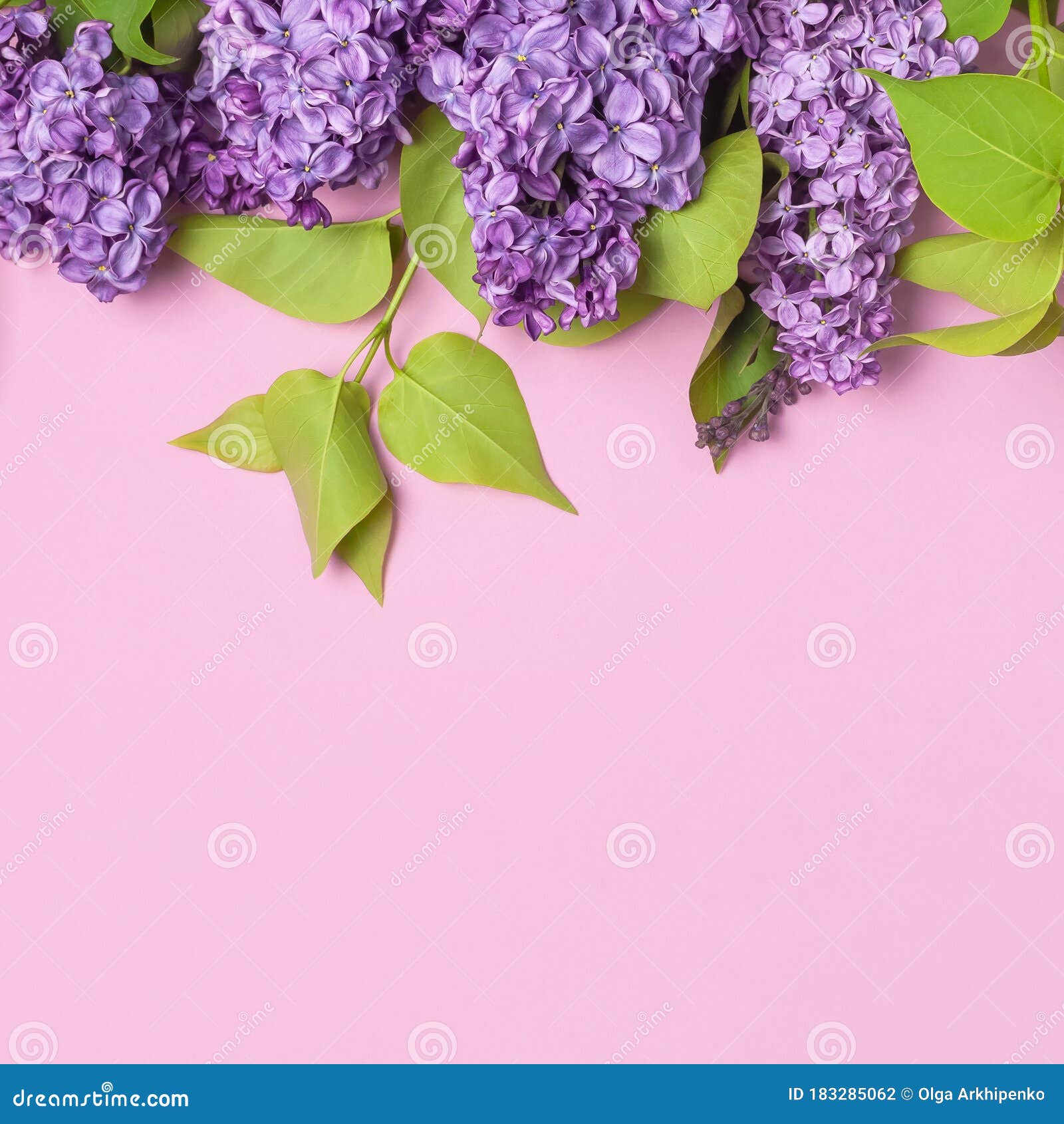 粉红色背景中紫丁香花的美丽开花枝三月八日 母亲大库存照片 图片包括有背包 装饰 国界的 祝贺 粉红色背景中紫丁香花的美丽开花枝三月八日 母亲大库存照片 图片包括有背包 装饰 国界的 祝贺