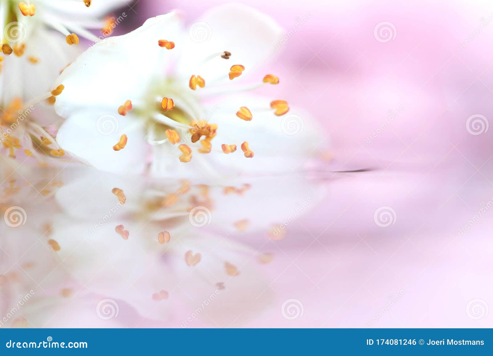 粉红色背景水中飘浮的白花迷雾画像这朵花在库存照片 图片包括有这朵花在 粉红色背景水中飘浮的白花迷雾画像