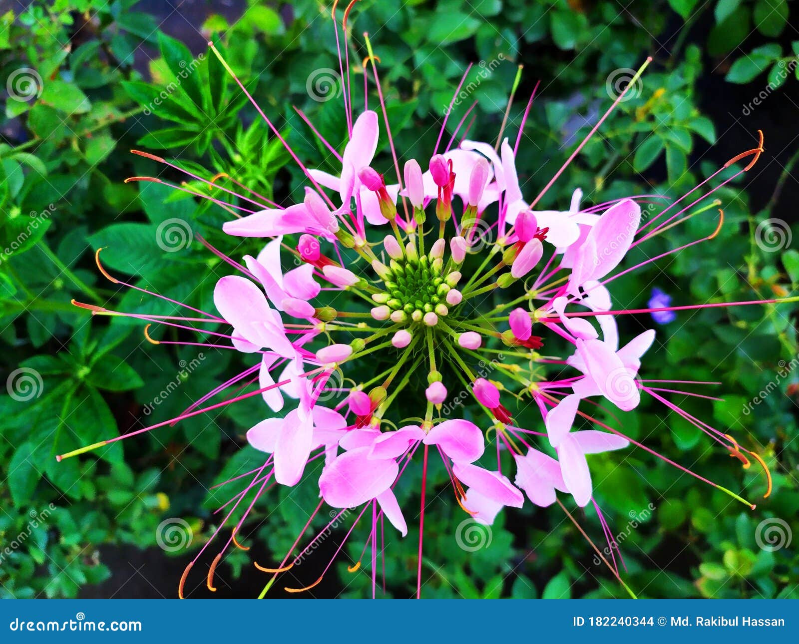 粉红蜘蛛花或cleome Hassleriana的特写库存照片 图片包括有春天 夏天 粉红蜘蛛花或cleome Hassleriana的特写库存照片 图片包括有春天 夏天