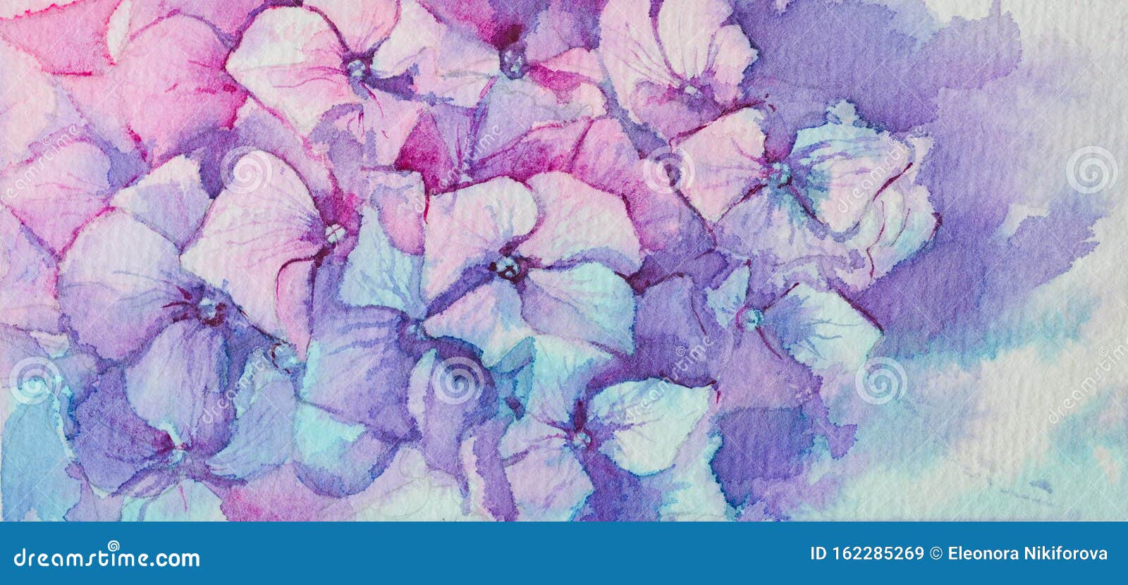 粉色和蓝色绣球花 矩形格式 水彩背景库存例证 插画包括有风格化 蓝色 绿色 背包 八仙花属
