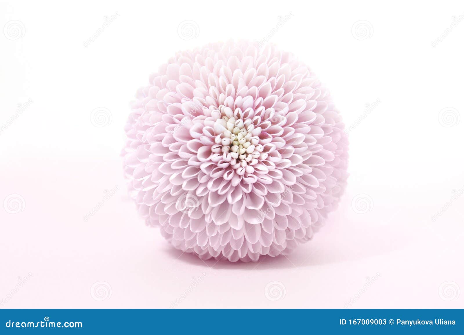 粉色菊花的女性花背景库存图片 图片包括有花瓣 详细资料 新鲜 绽放 要素 植物群 特写镜头