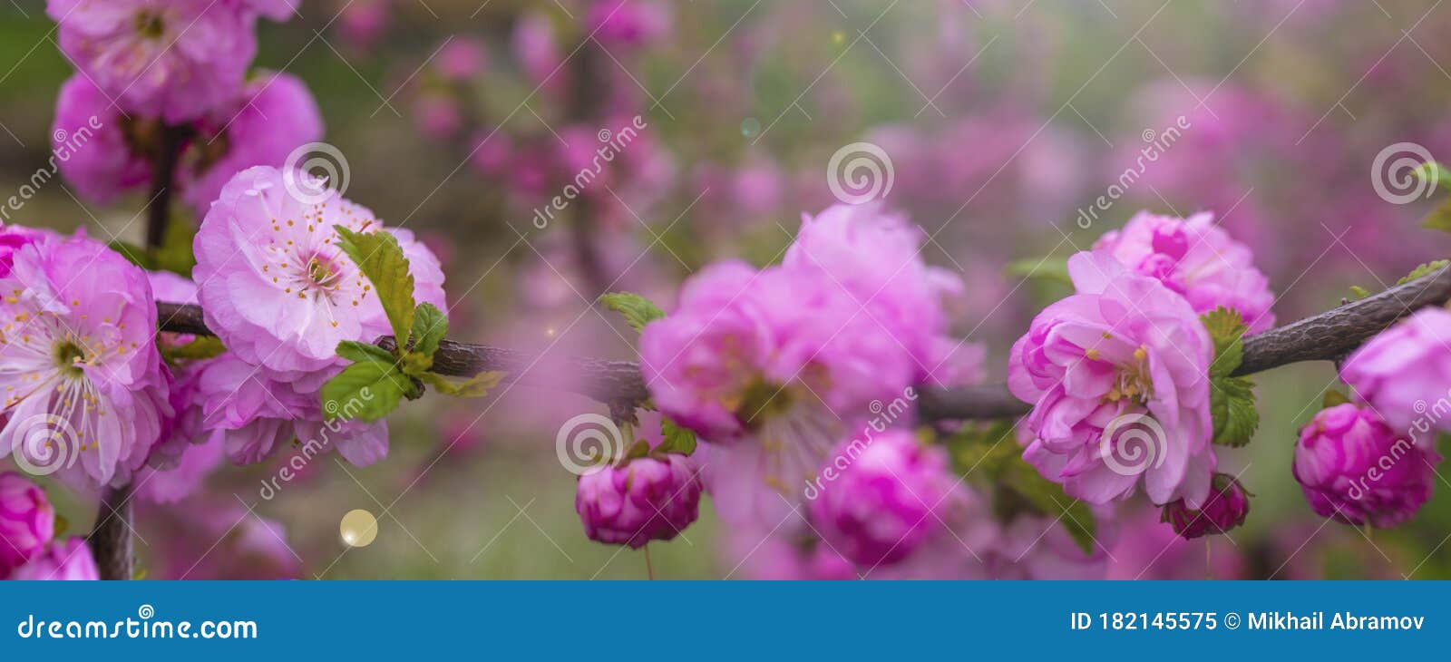 粉花春边或背景艺术树木开花的美丽自然景象春花库存图片 图片包括有附录 工厂 国界的 花卉 粉花春边或背景艺术树木开花的美丽自然景象春花库存图片 图片包括有附录 工厂 国界的 花卉