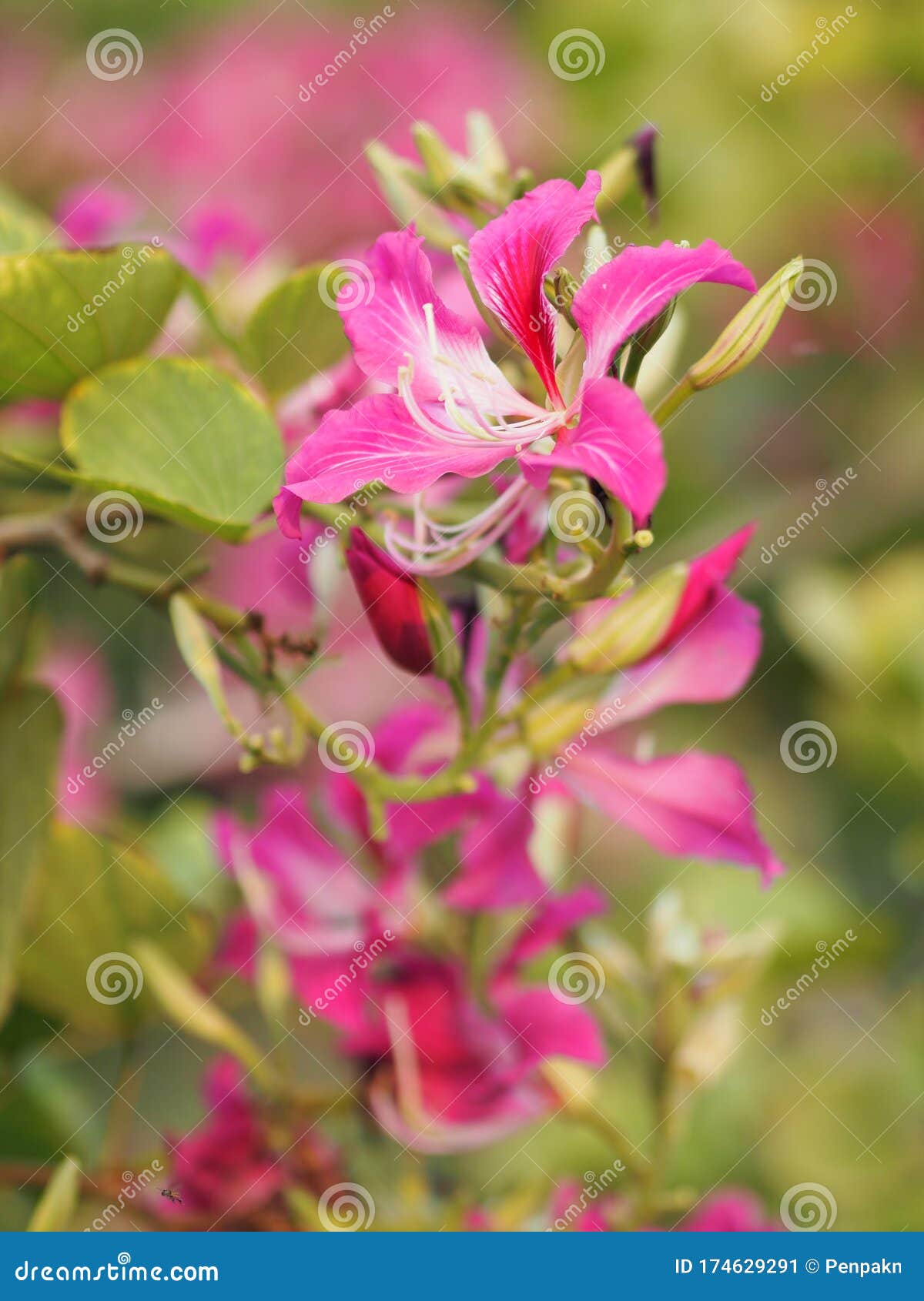 粉花紫荆花花花植物豆科豆科植物常见名称包括美丽的兰花树库存图片 图片包括有本质 生气勃勃