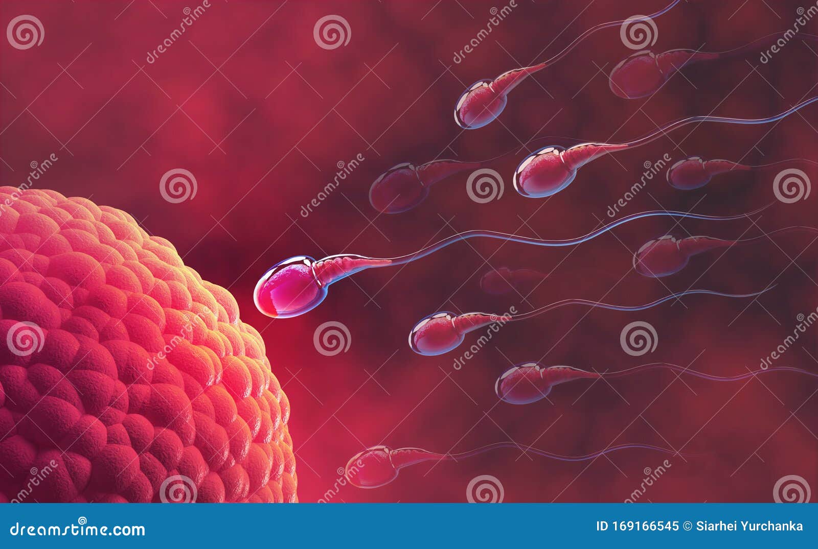精子和卵细胞在显微镜下胚胎学自然受精库存例证 插画包括有卵子 中坚力量 传记 胚胎 精子和卵细胞在显微镜下胚胎学自然受精库存例证 插画包括有卵子 中坚力量 传记 胚胎